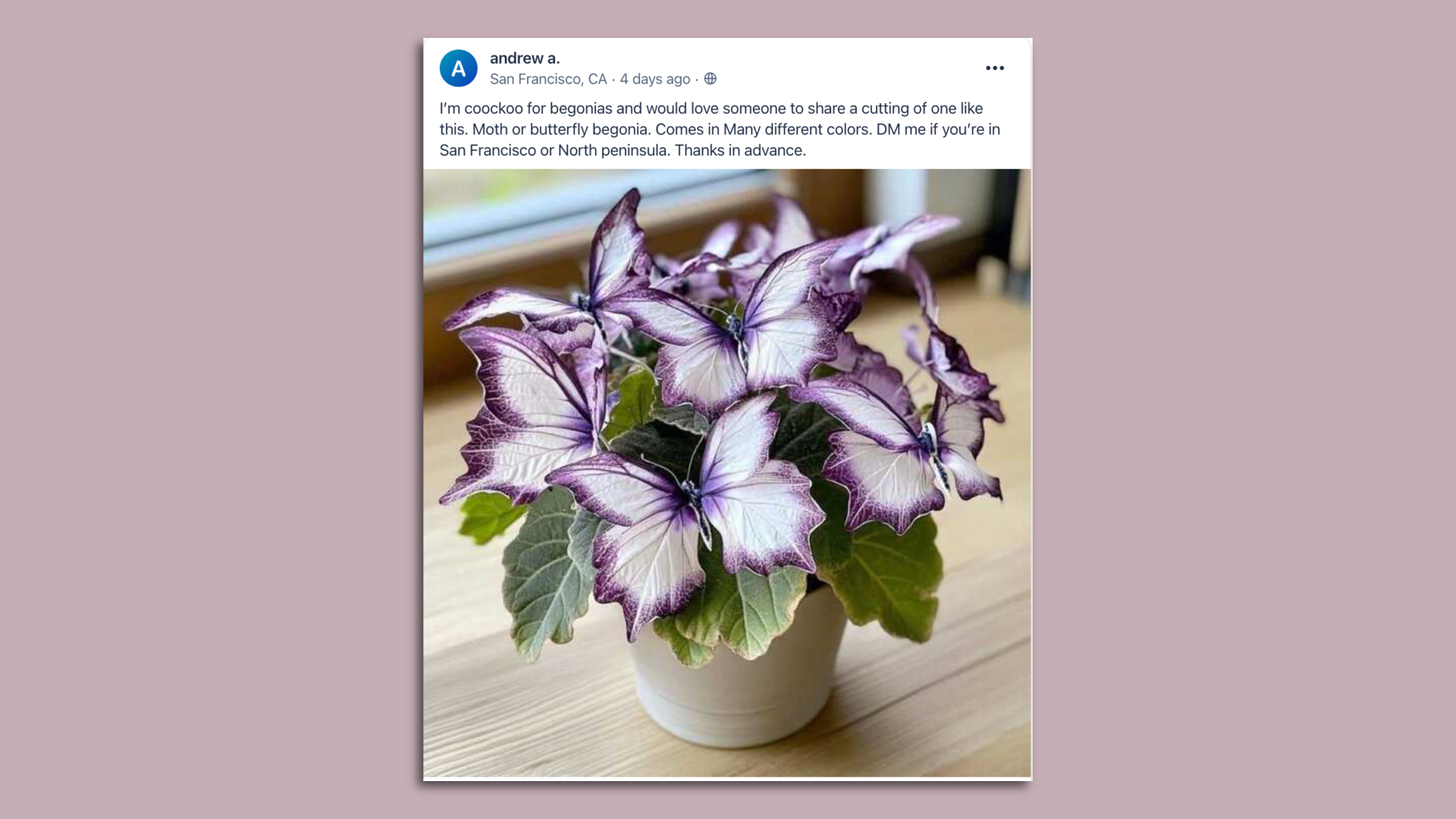 Screenshot of a post on Nextdoor where someone shared an AI-generated photo of a fake plant made of butterflies.