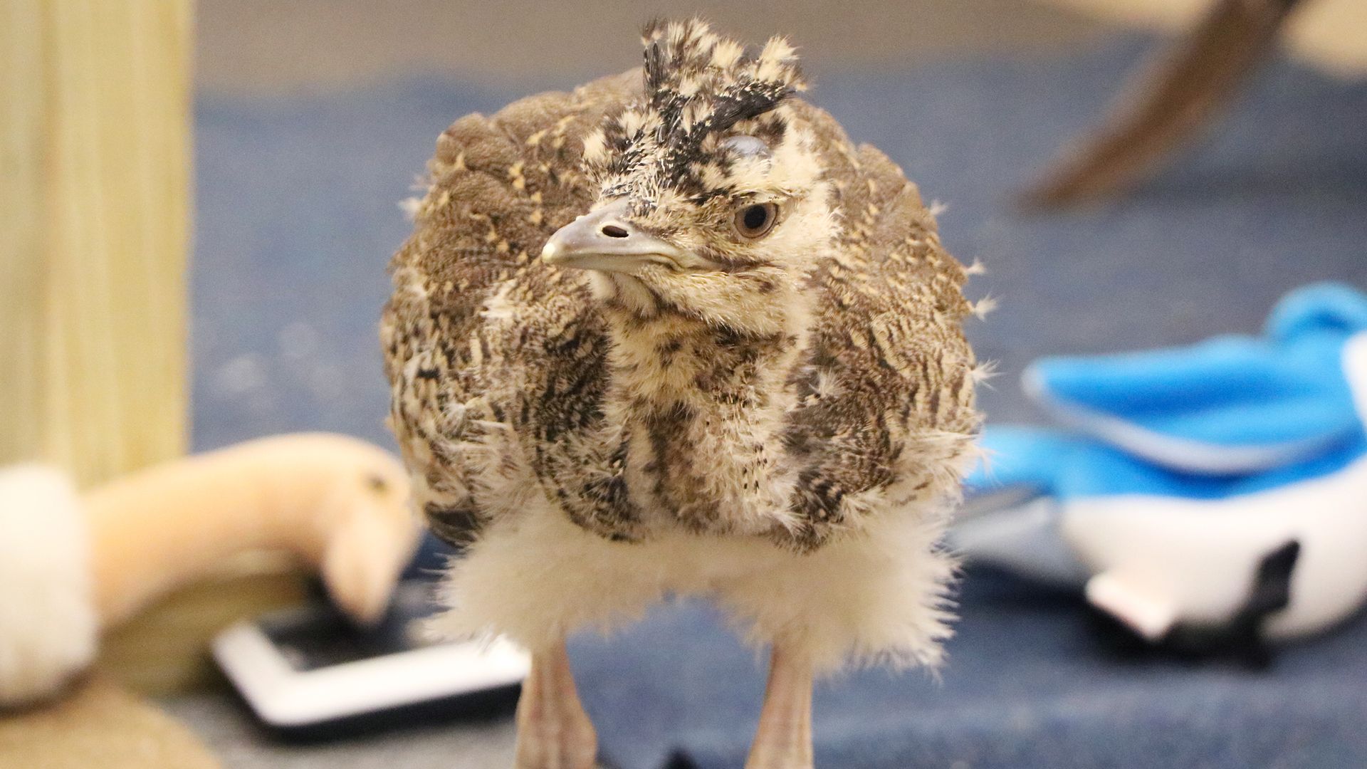 Kori bustard chick standing on its legs