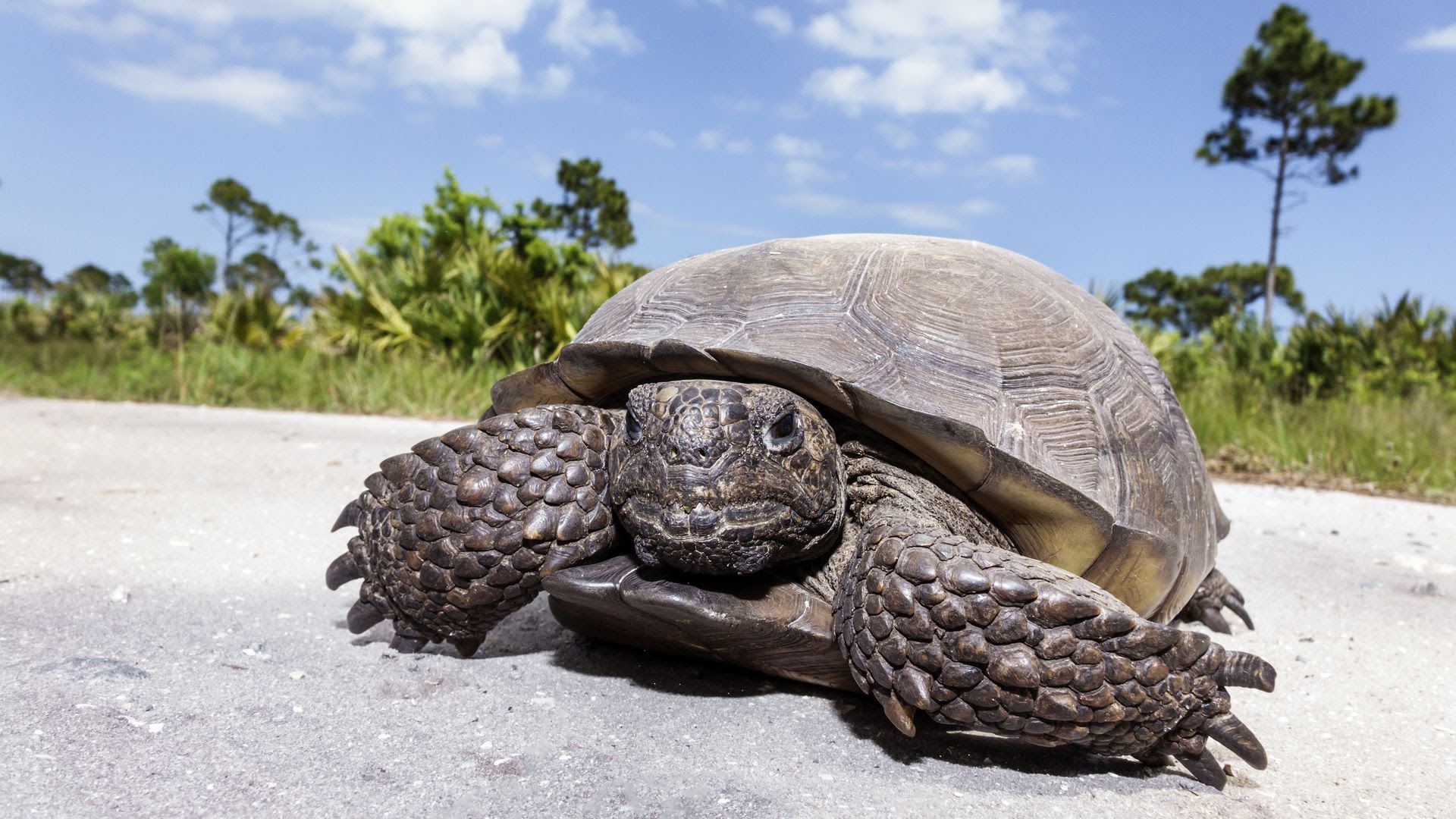 A gopher tortoise at Savannas Preserve State Park sit in the sand.