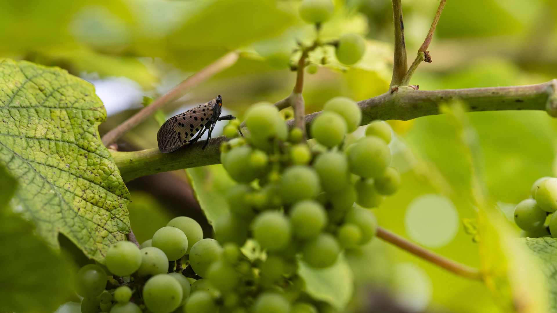 Close-up of green grape clusters on a vine with green leaves. A spotted brown and black insect rests on a vine branch near the grapes.