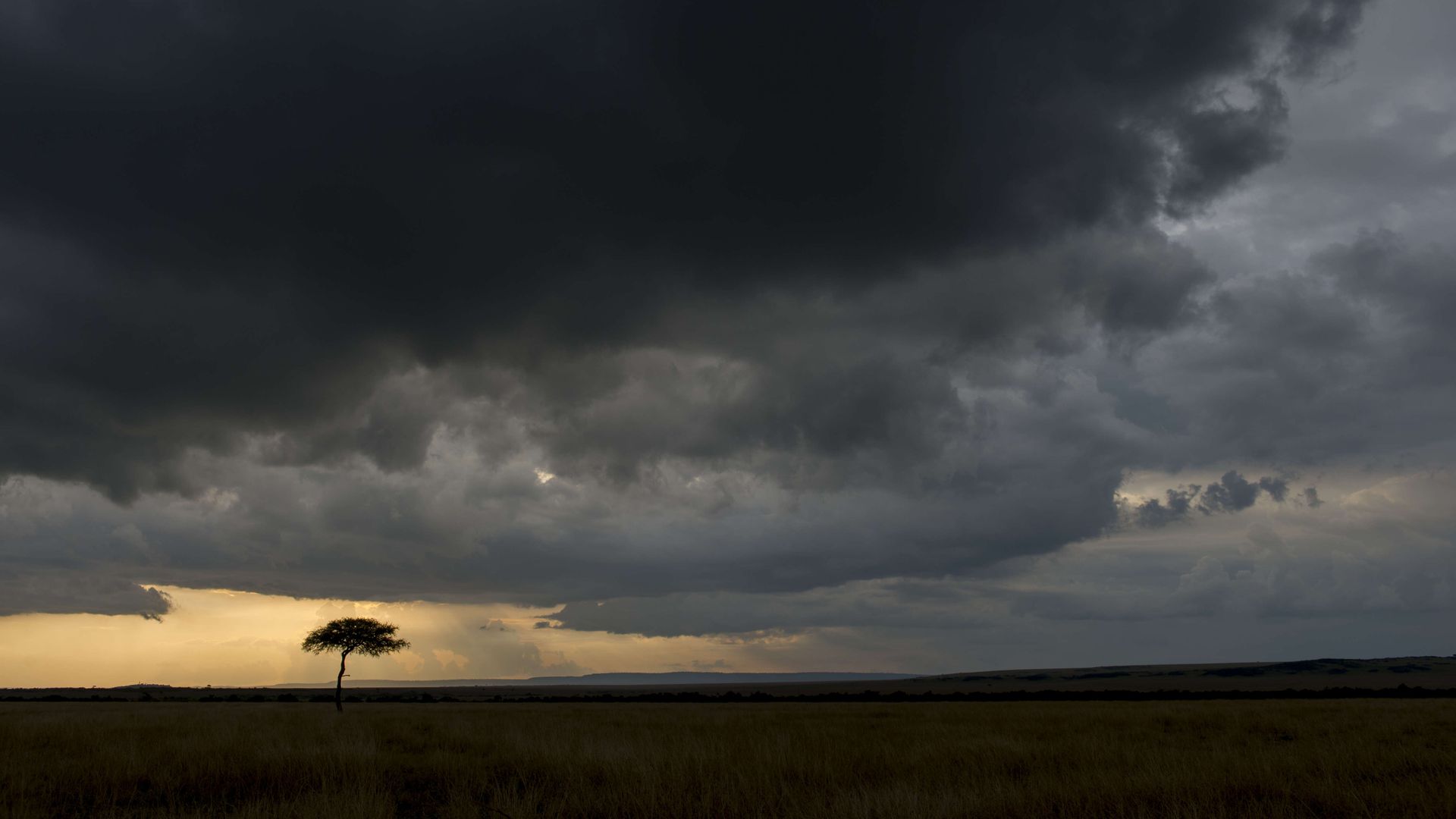 Dark storm clouds over a tree in the grasslands of Kenya