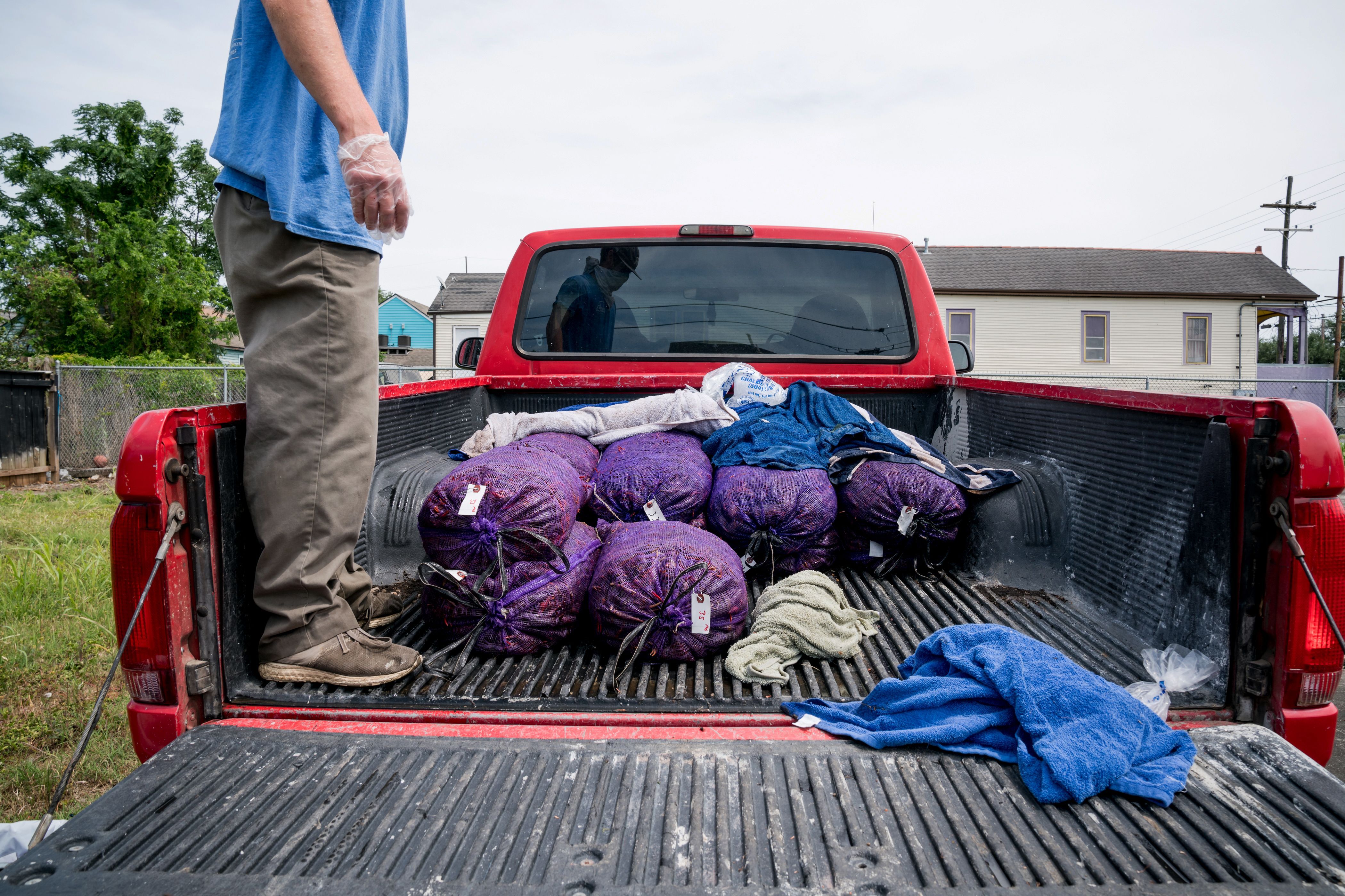 Photo shows several sacks of crawfish in the back of a pickup truck.