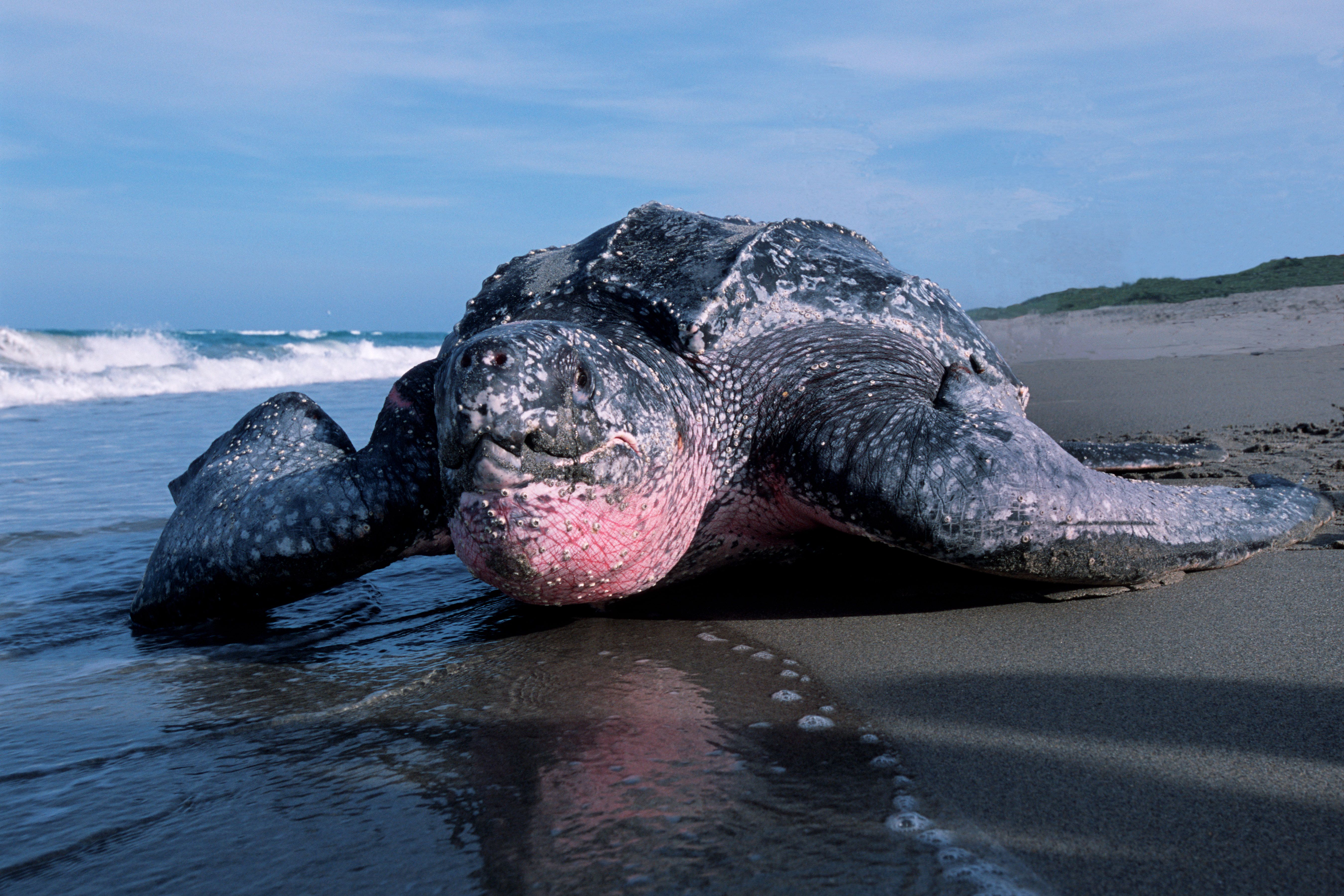 The Leatherback Turtle, Dermochelys coriacea, is a deep-diving, open ocean resident. 