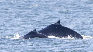 First humpback whale calf of the year spotted in Washington waters ...
