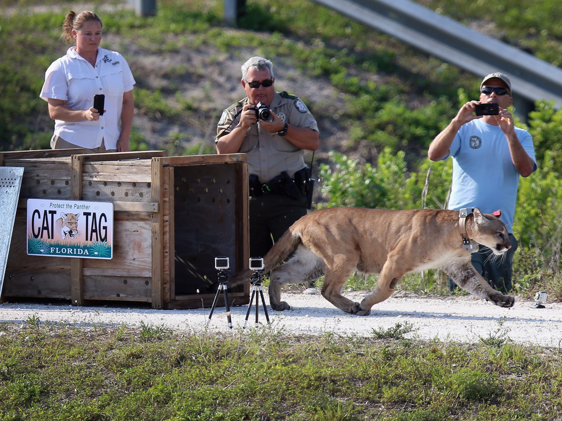 Dead Florida panther found in Hillsborough County could be sign of recovery  - Axios Tampa Bay