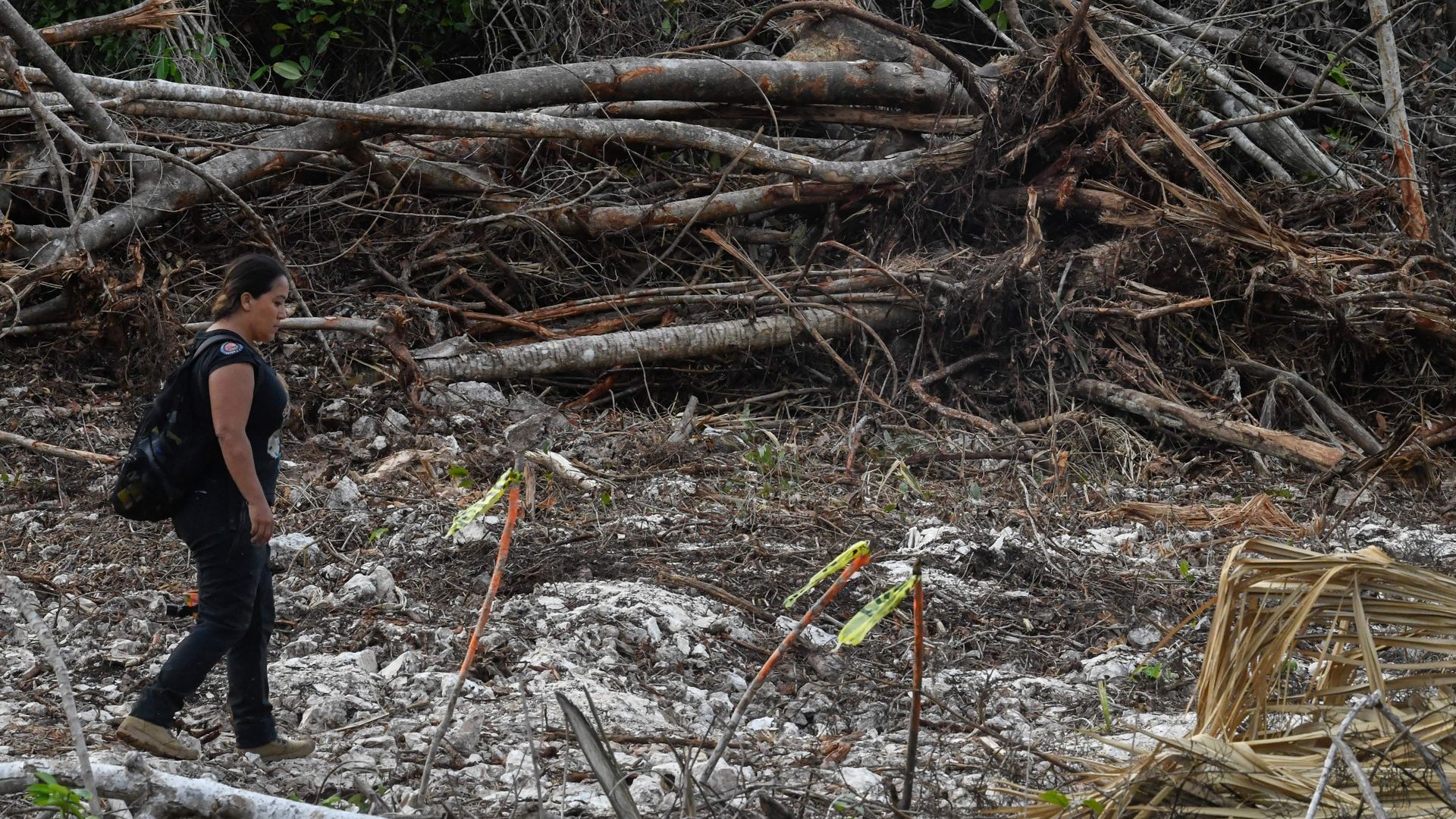 A woman walks through an area with large razed trees on the ground. 