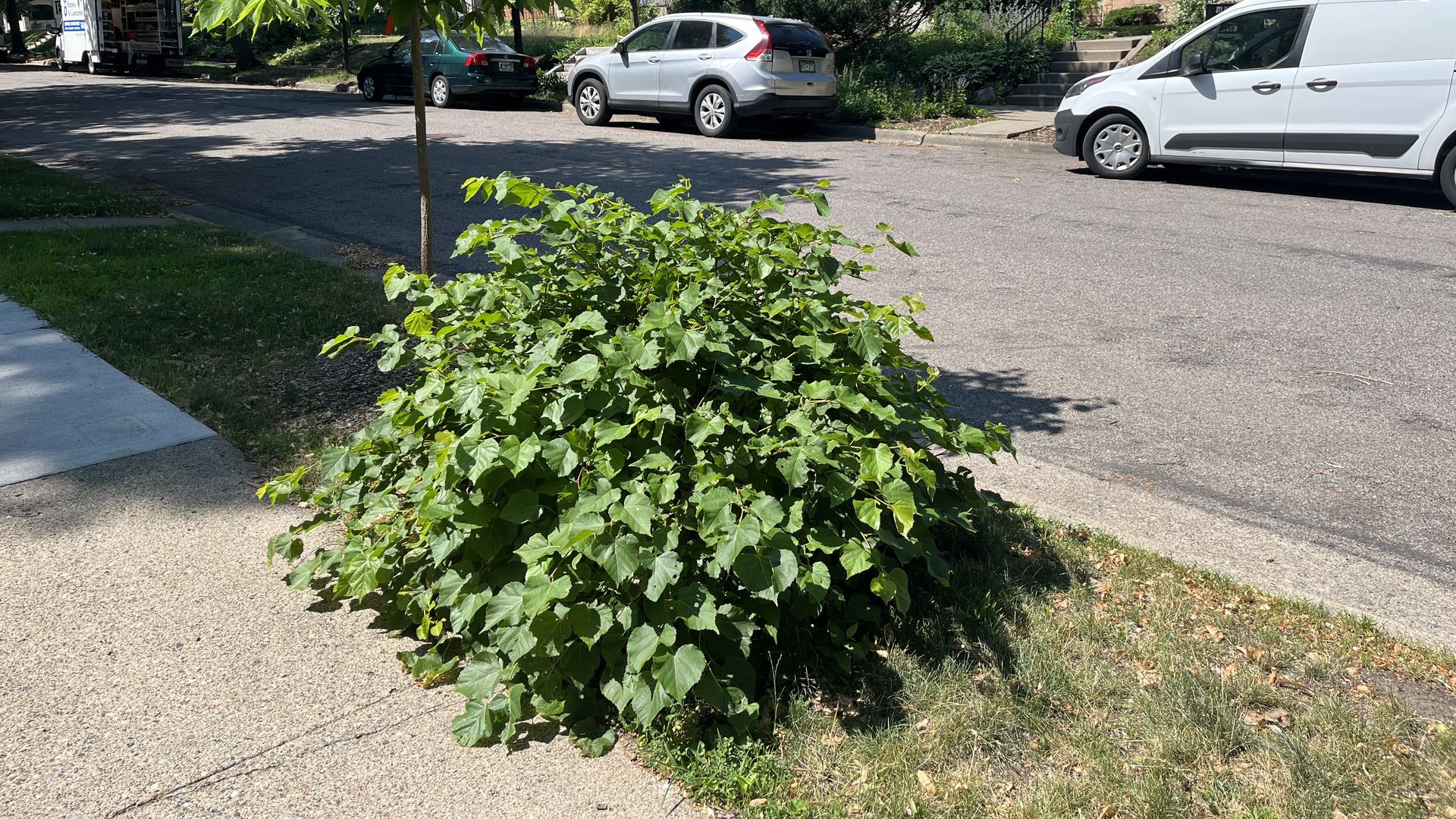 A stump covered in vegetation