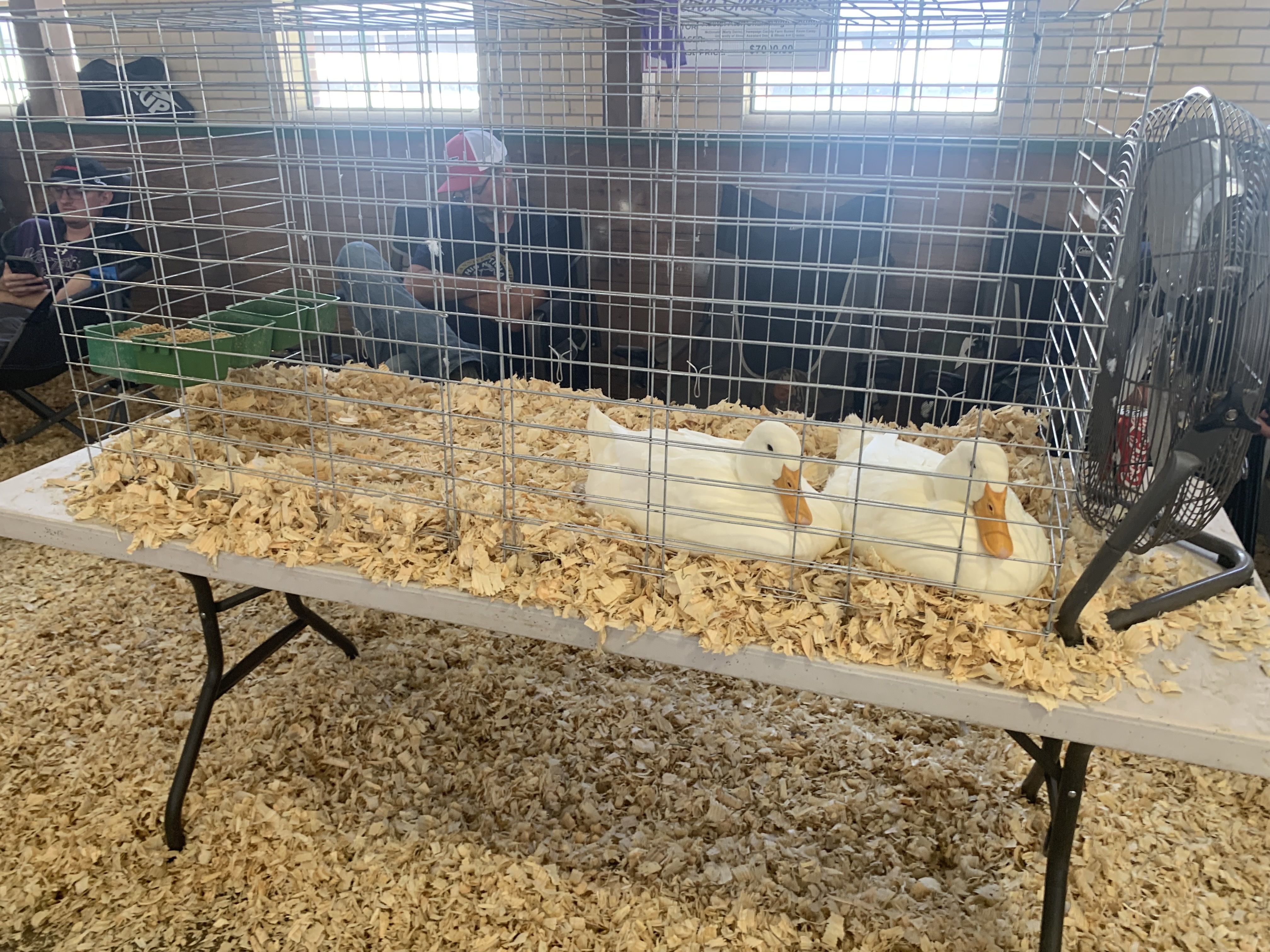 Large metal cage on a wheeled table covered in wood shavings. Inside are two white ducks with orange beaks. People wearing hats sit behind cage, some looking at phones, in a room with windows.