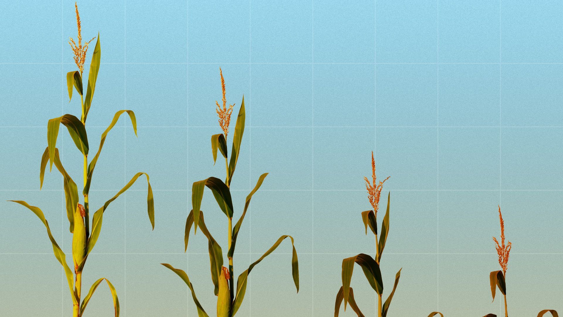 Illustration of a progressively dying crop of corn on a grid
