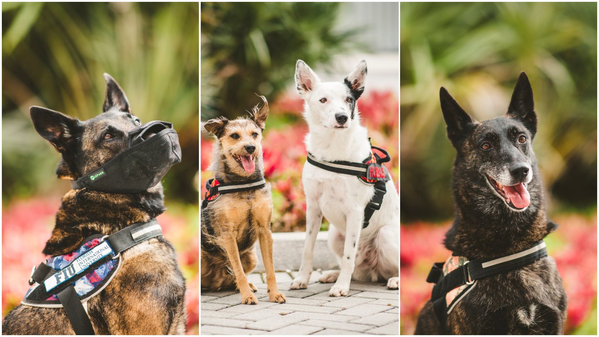 Collage picture of three pics of dogs