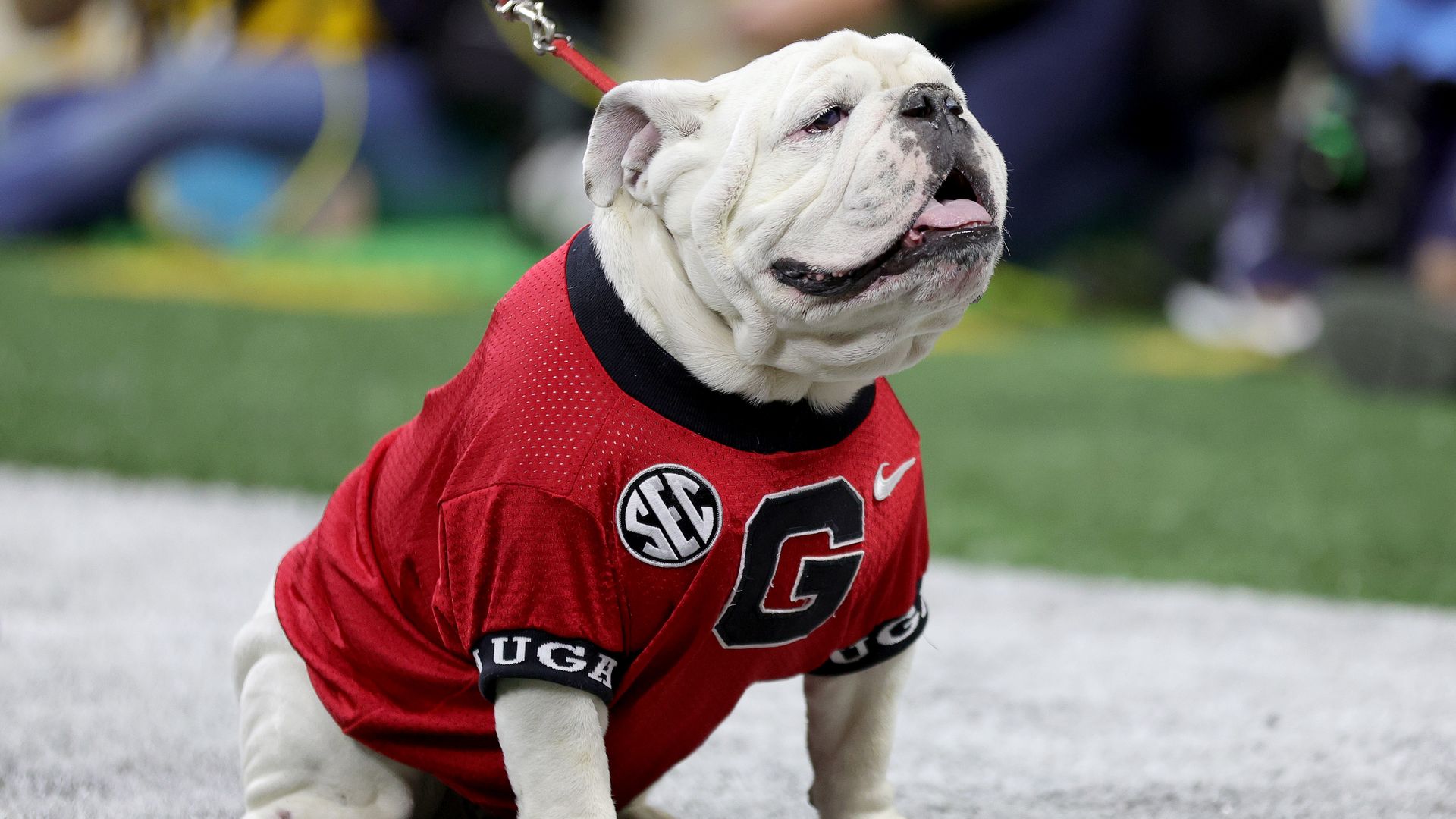 uga the bulldog