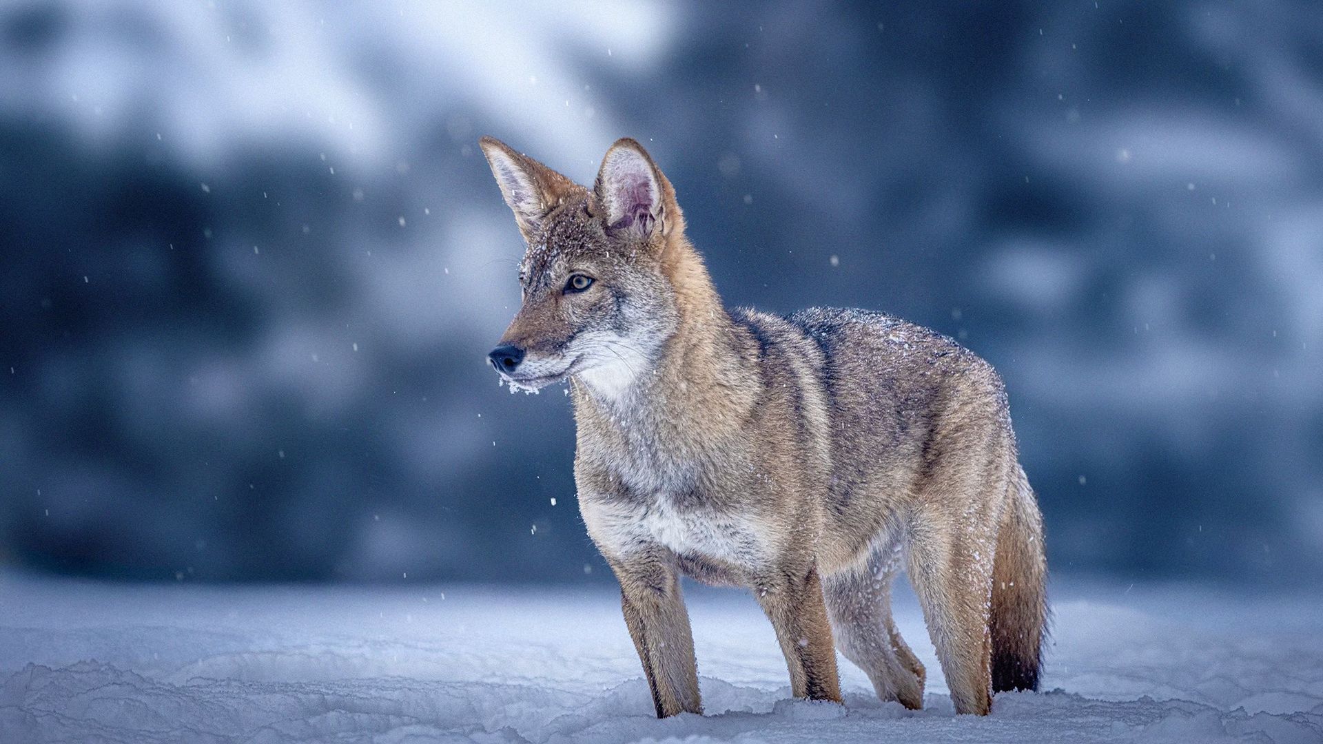 De-extinction startup Colossal Biosciences believes it can help North ...