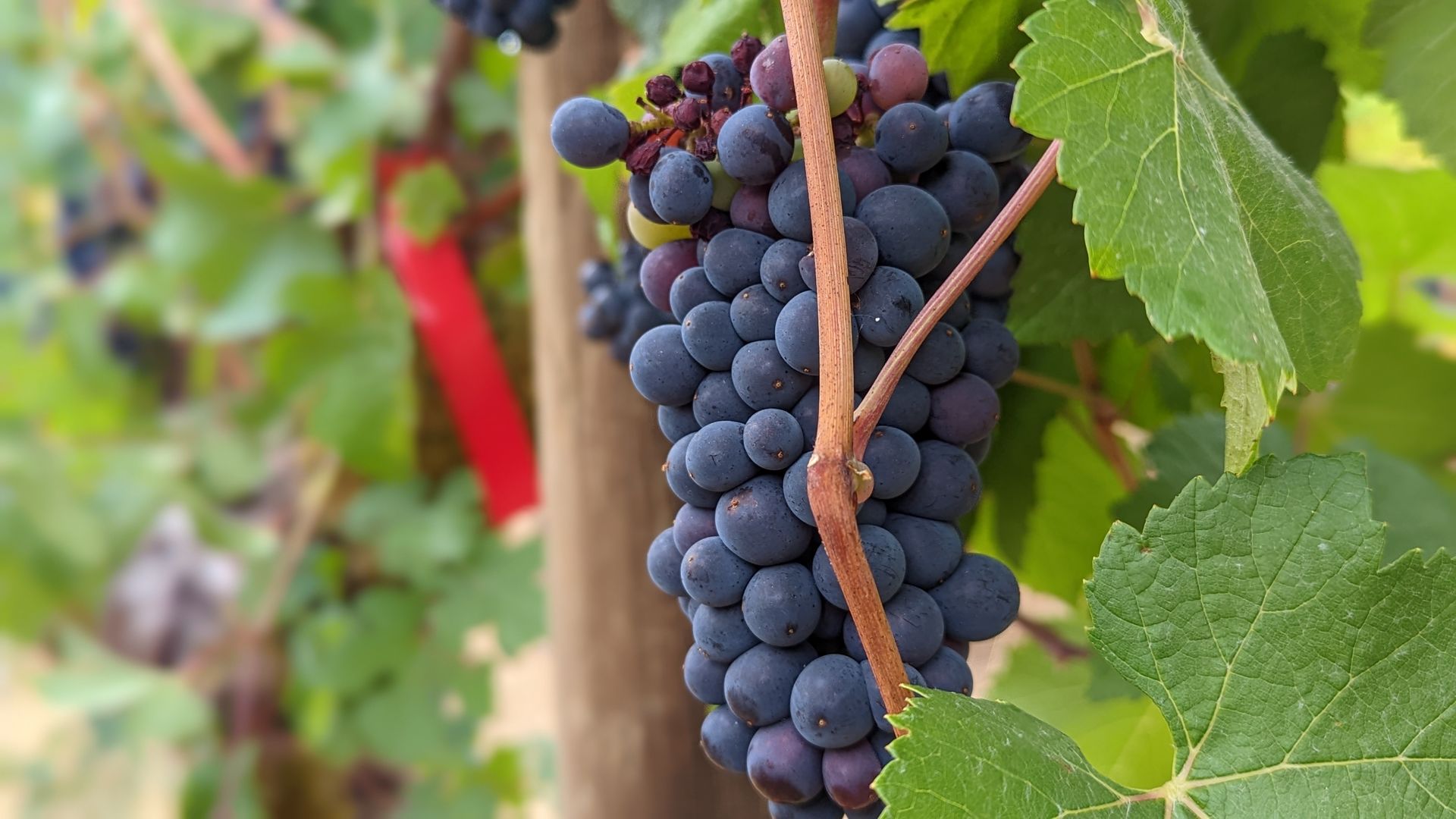 A close up shot of wine grapes growing on a vine.
