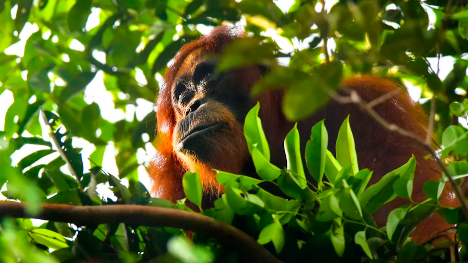 Wild Sumatran orangutan