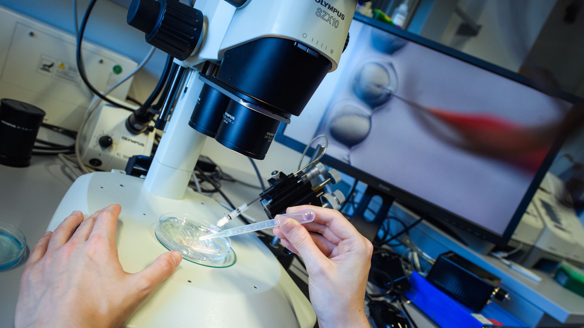 A researcher observes a CRISPR/Cas9 process through a stereomicroscope