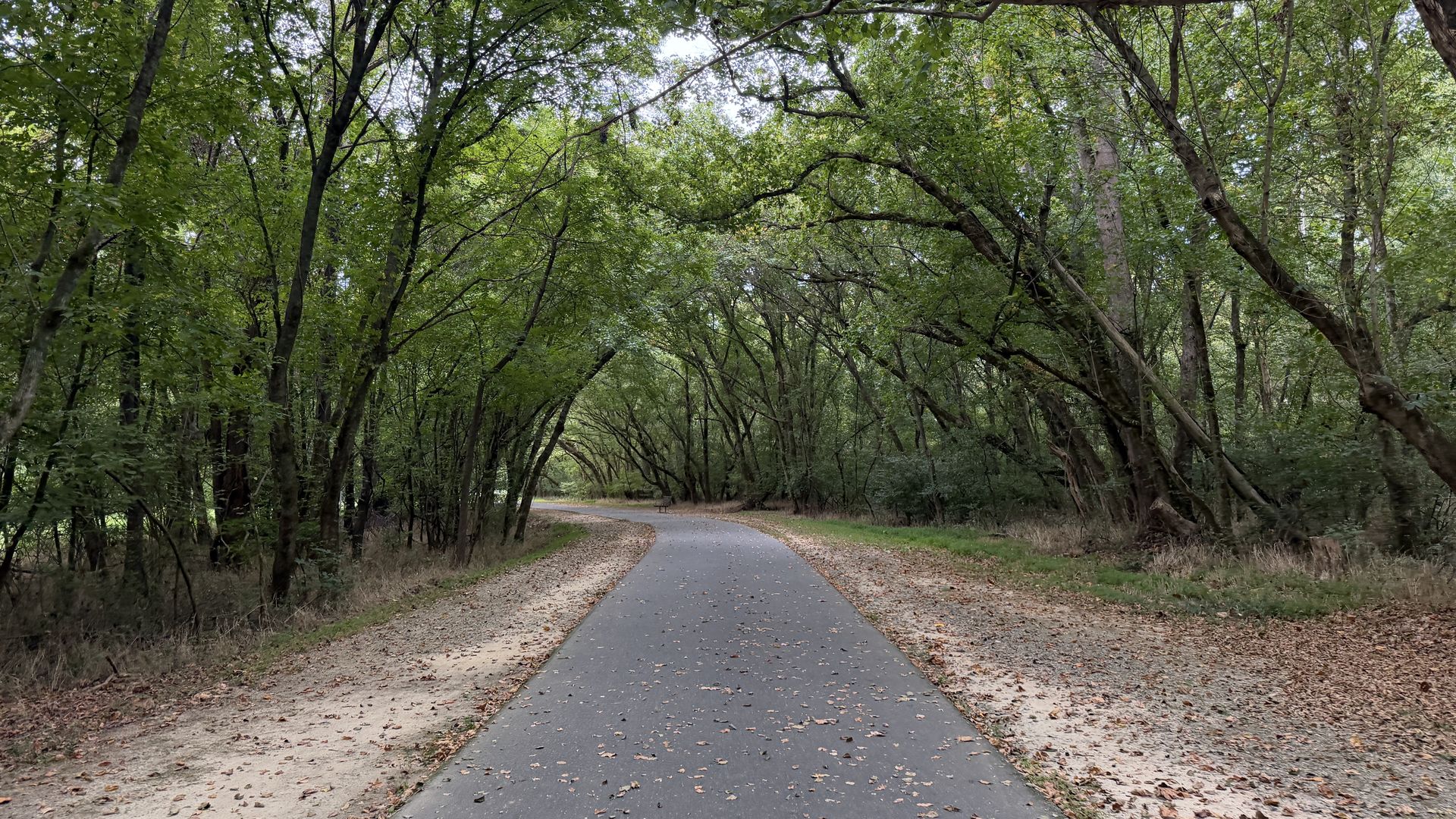 Winding paved path through a dense forest under a green canopy; tall trees arch overhead, leaves scattered on the ground, with a distant bench along the path.