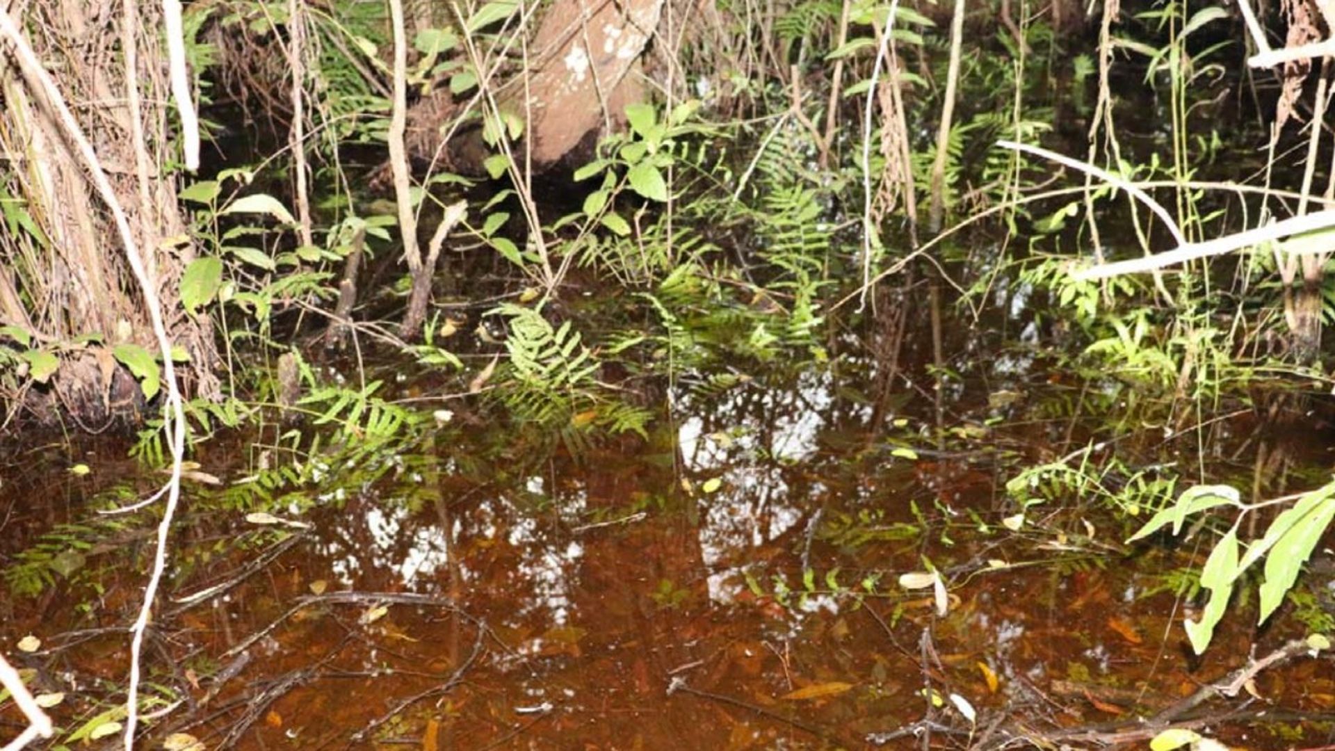 The marsh in Florida.