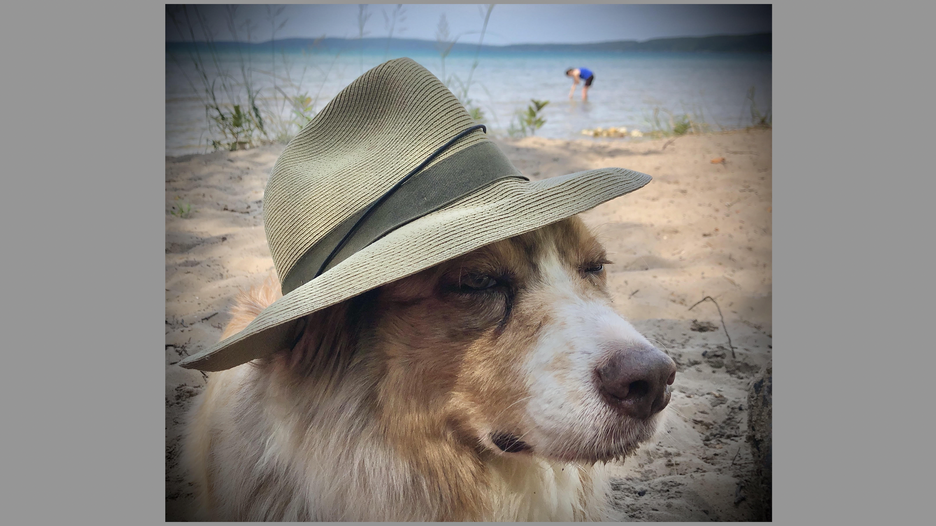 A dog.