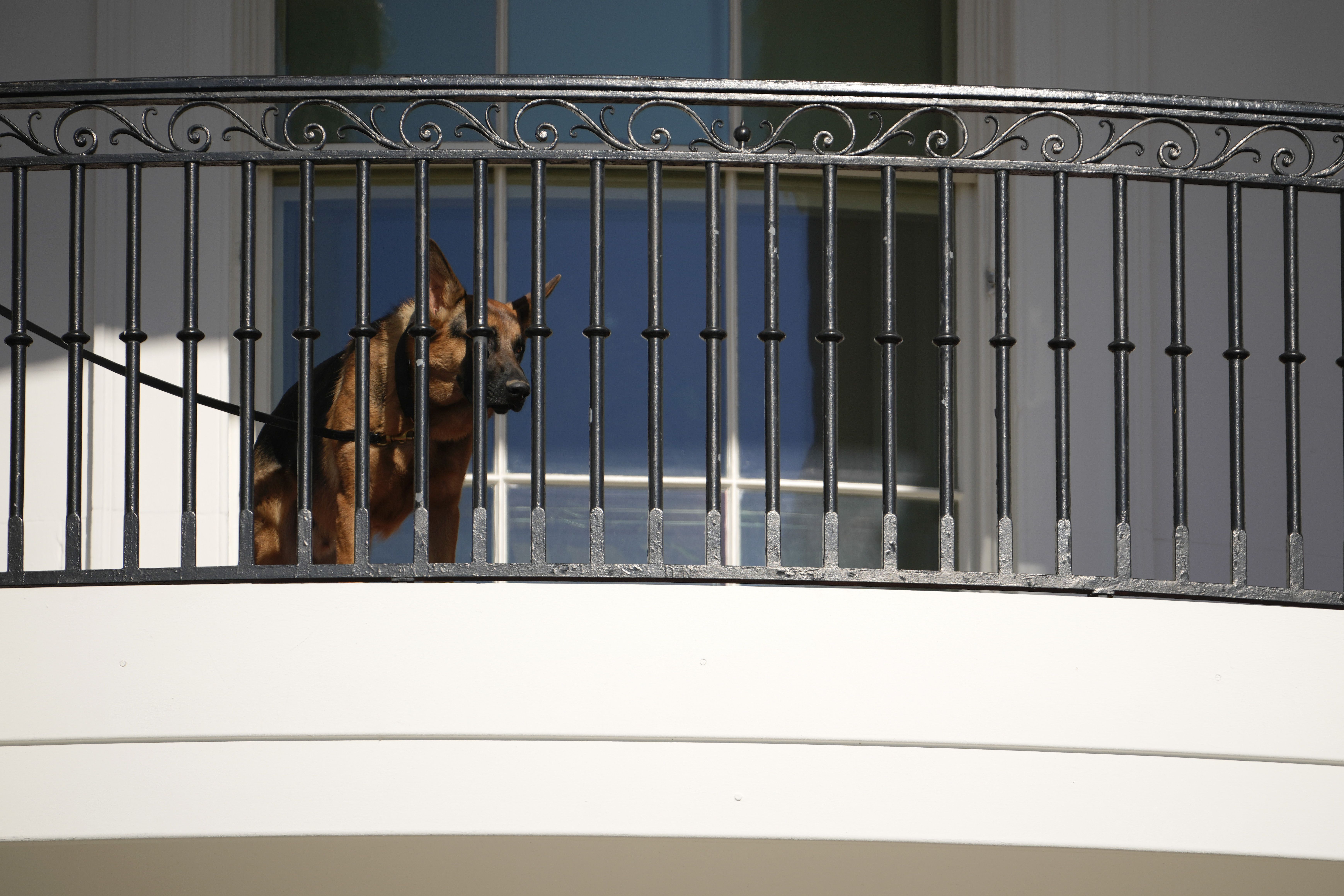 German shepherd looks down from White House balcony