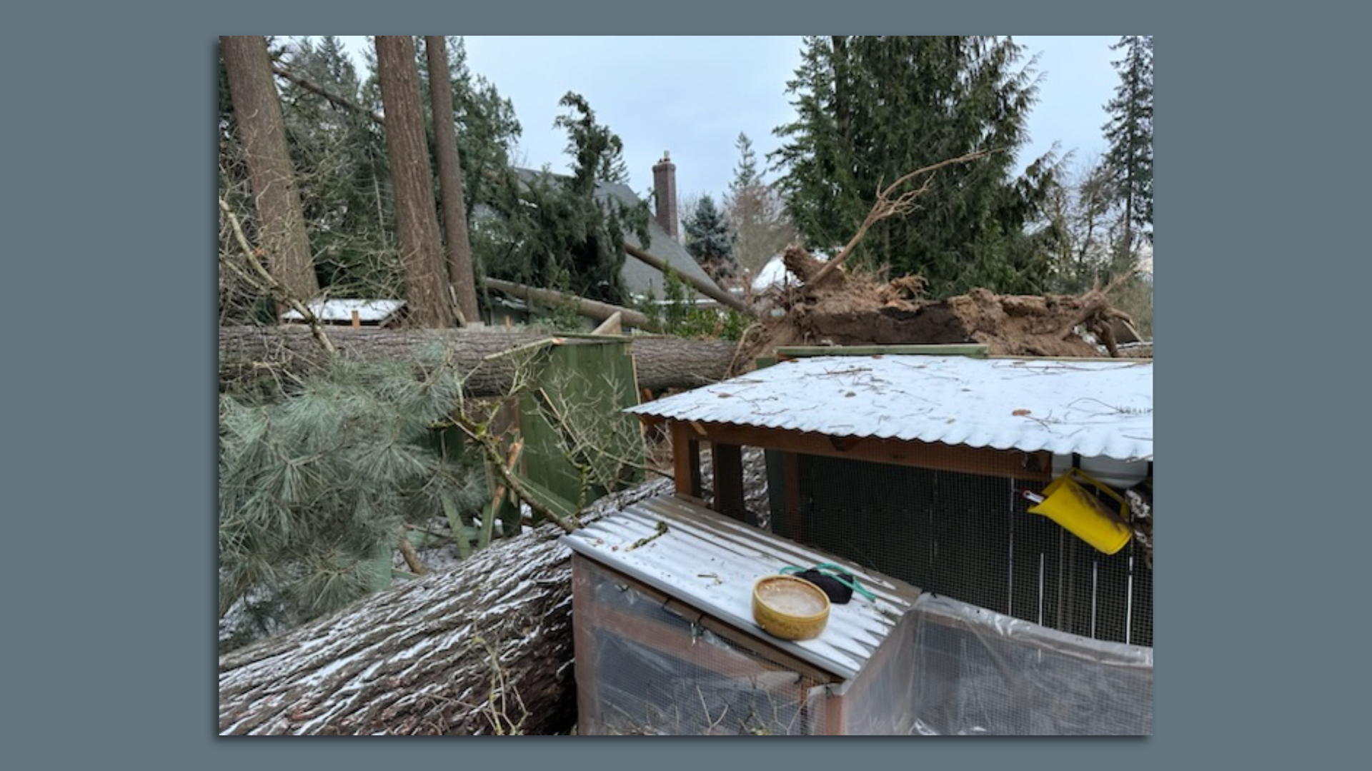 A large horizontal fir tree splitting a house in two in a forested Portland Oregon suburb