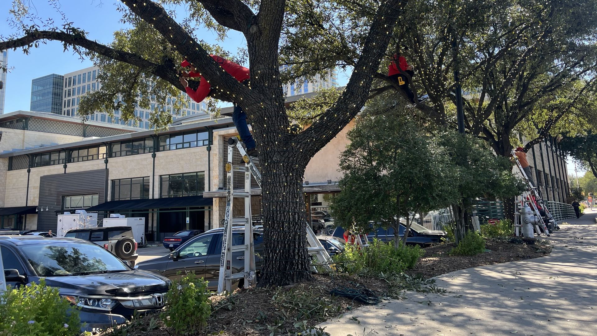 City plaza tree wrapped in string lights; workers on ladders adjust branches, with blue sky, modern buildings, and parked cars visible below.