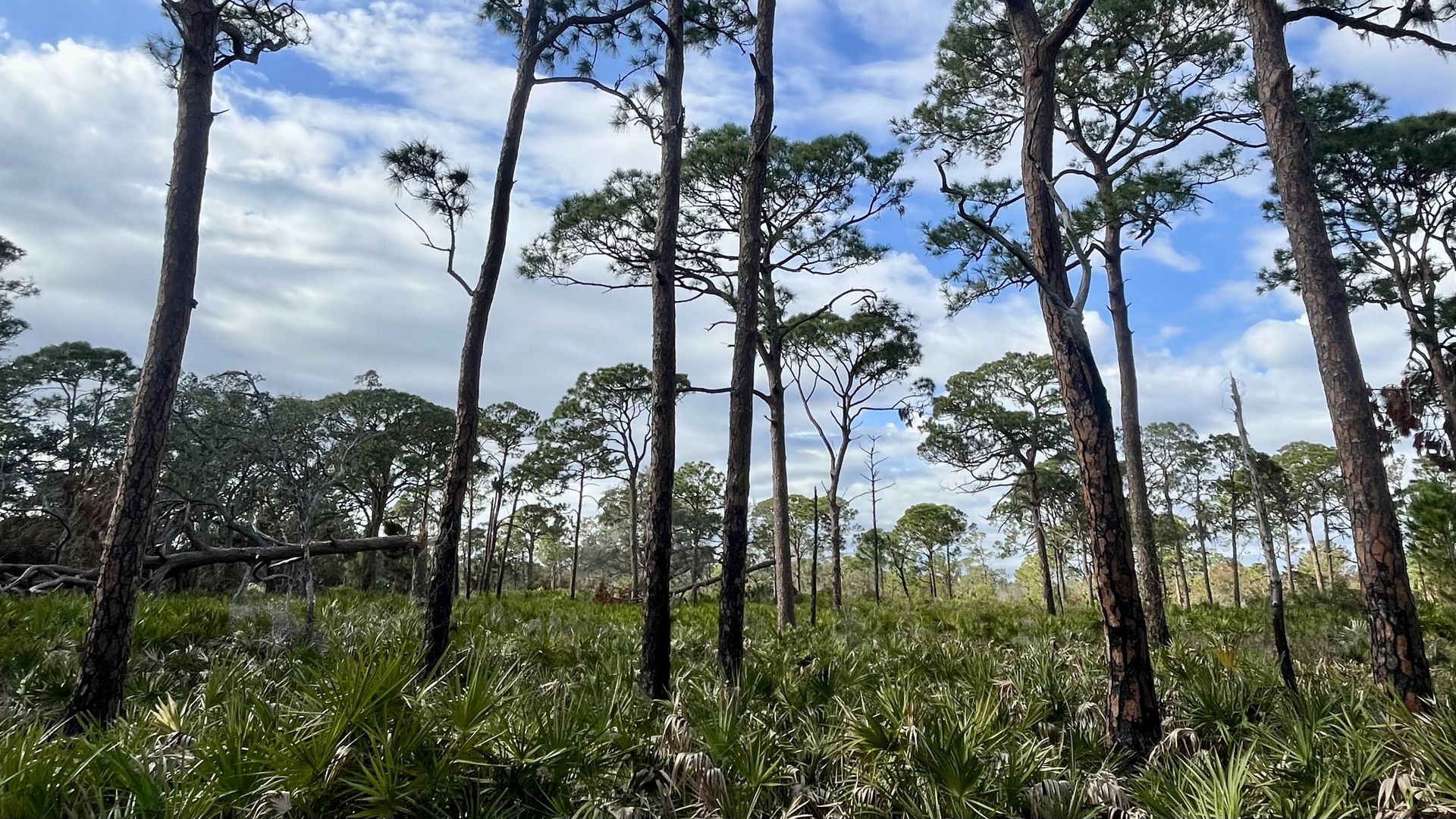 A forest of pine trees.