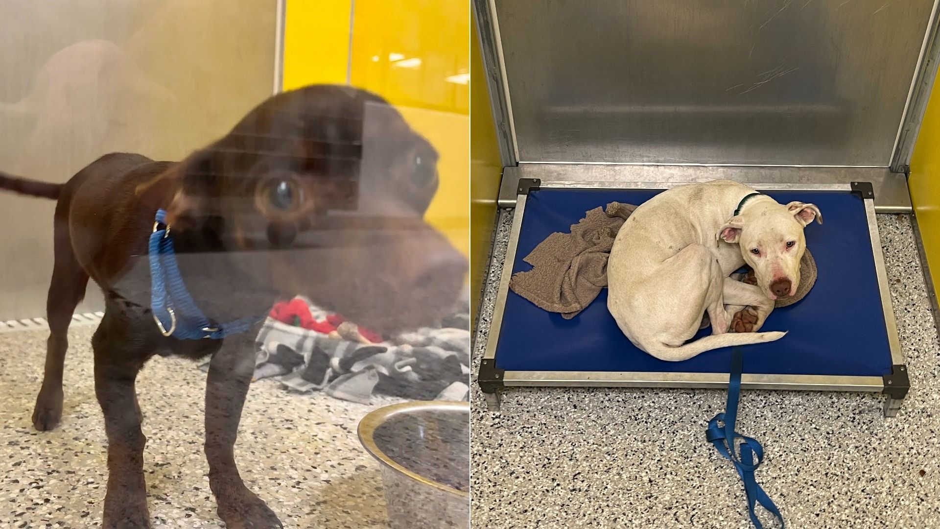 Two dogs in a shelter: a small black dog with a blue collar behind glass on the left and a curled-up white dog with a blue leash on a blue elevated bed with a brown blanket on the right.