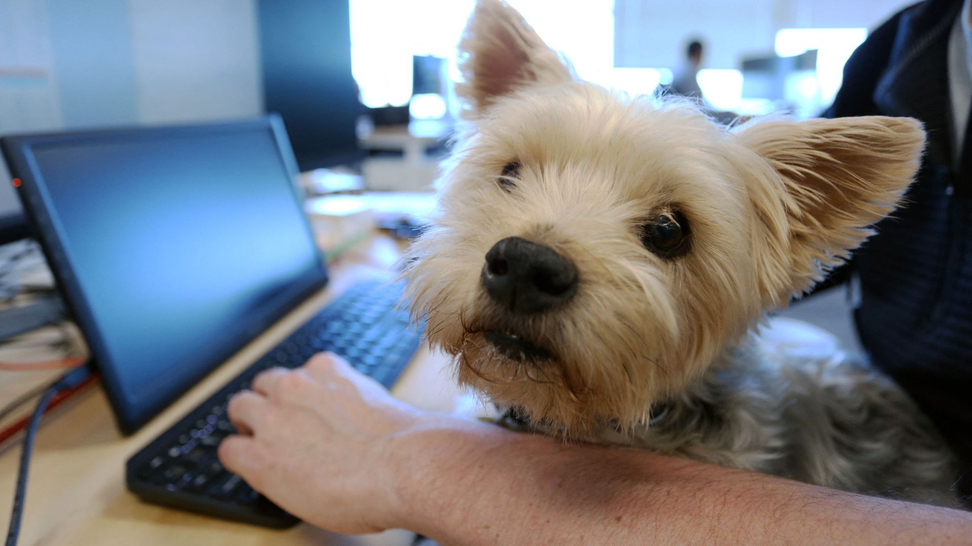 A dog working with its owner.