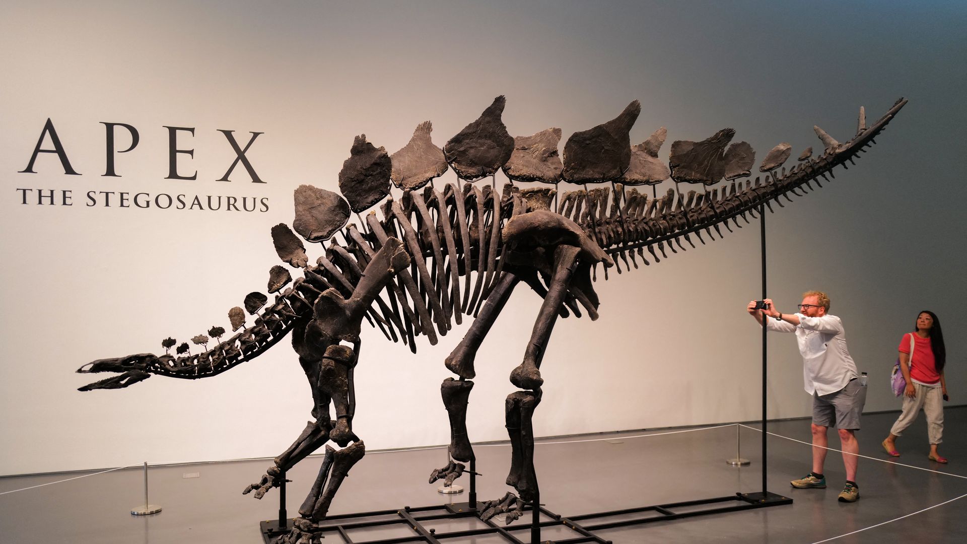  150-million-year-old fossil of Stegosaurus specimen is on display at Sotheby's in New York on July 10, 2024. The fossil dubbed "Apex" by the paleontologist is expected to fetch $4 million to $6 million at auction on July 17, 2024, making it one of the most expensive fossils ever sold.