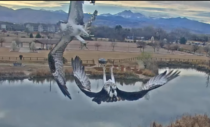 Two osprey fight over a lake, with one upside down and the other at an angle.