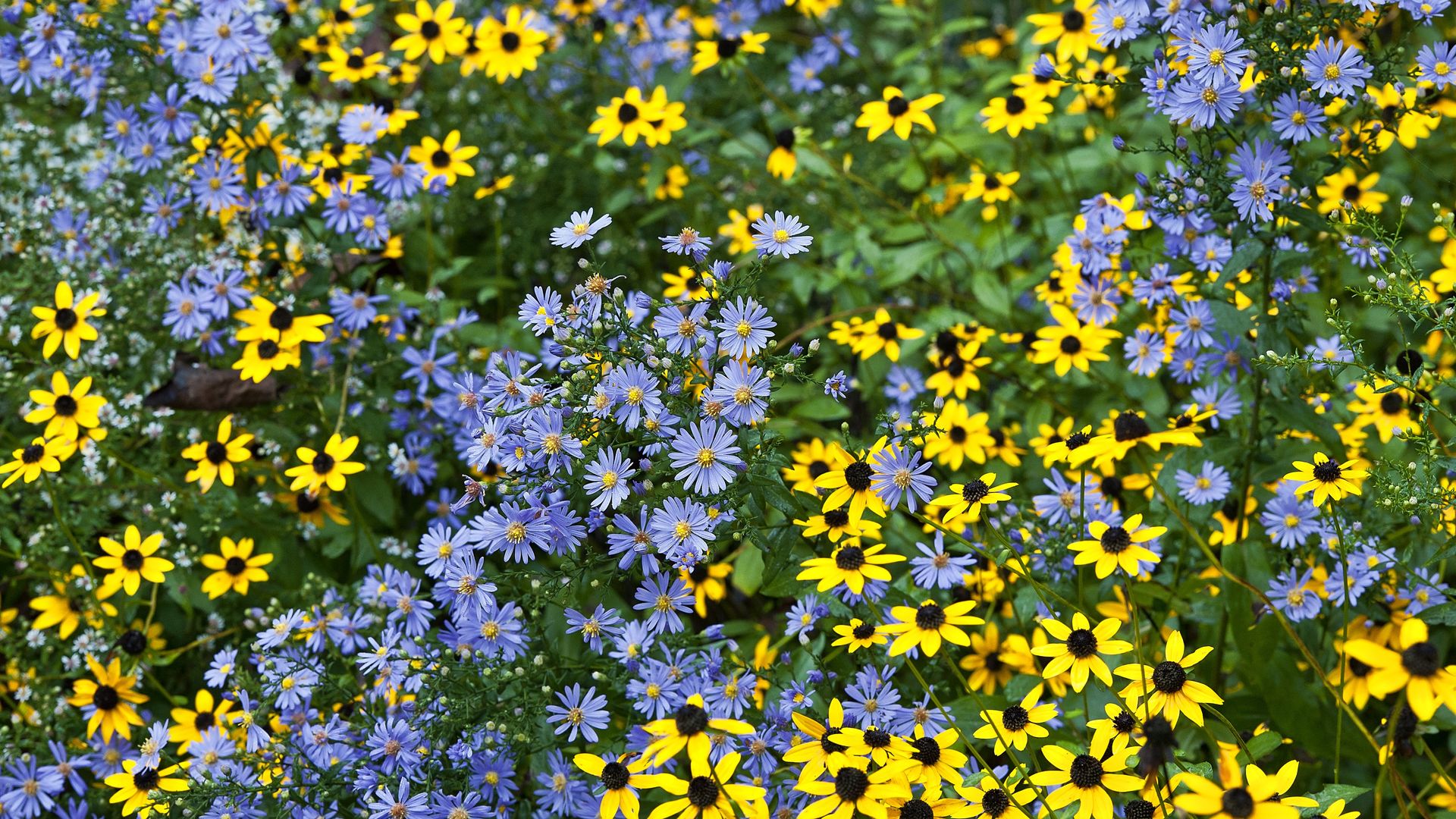 A field of Ohio wildflowers, blue asters and yellow Black-eyed Susans