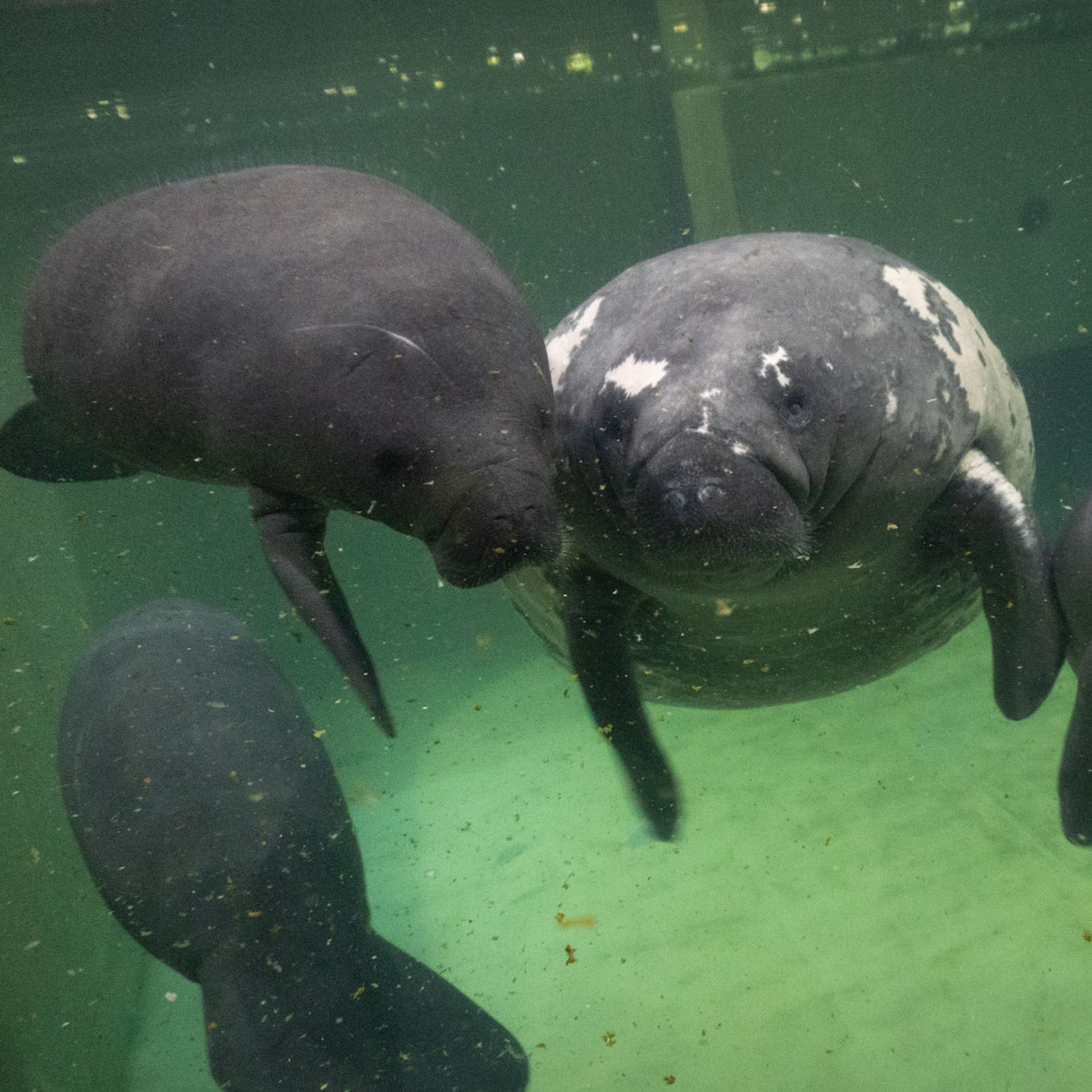Stubby, a large manatee with white scars, is surrounded by three calves in a pool