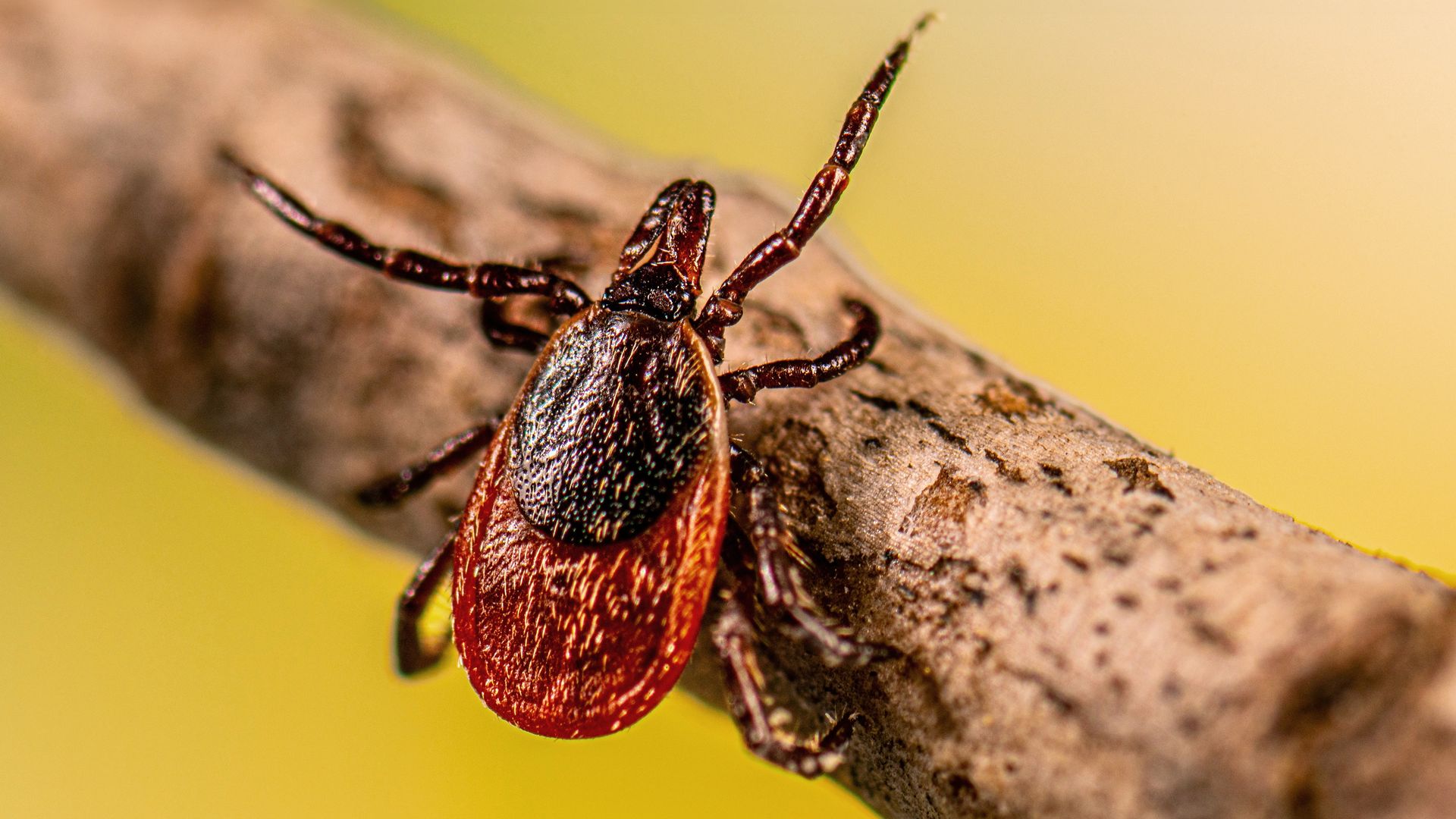 The bug is shown in close up, on a stick