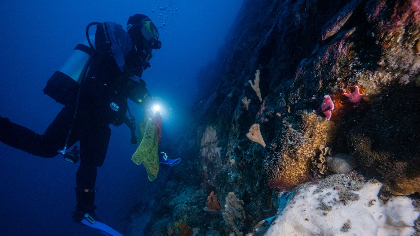 USF studies sea squirt that could help treat melanoma