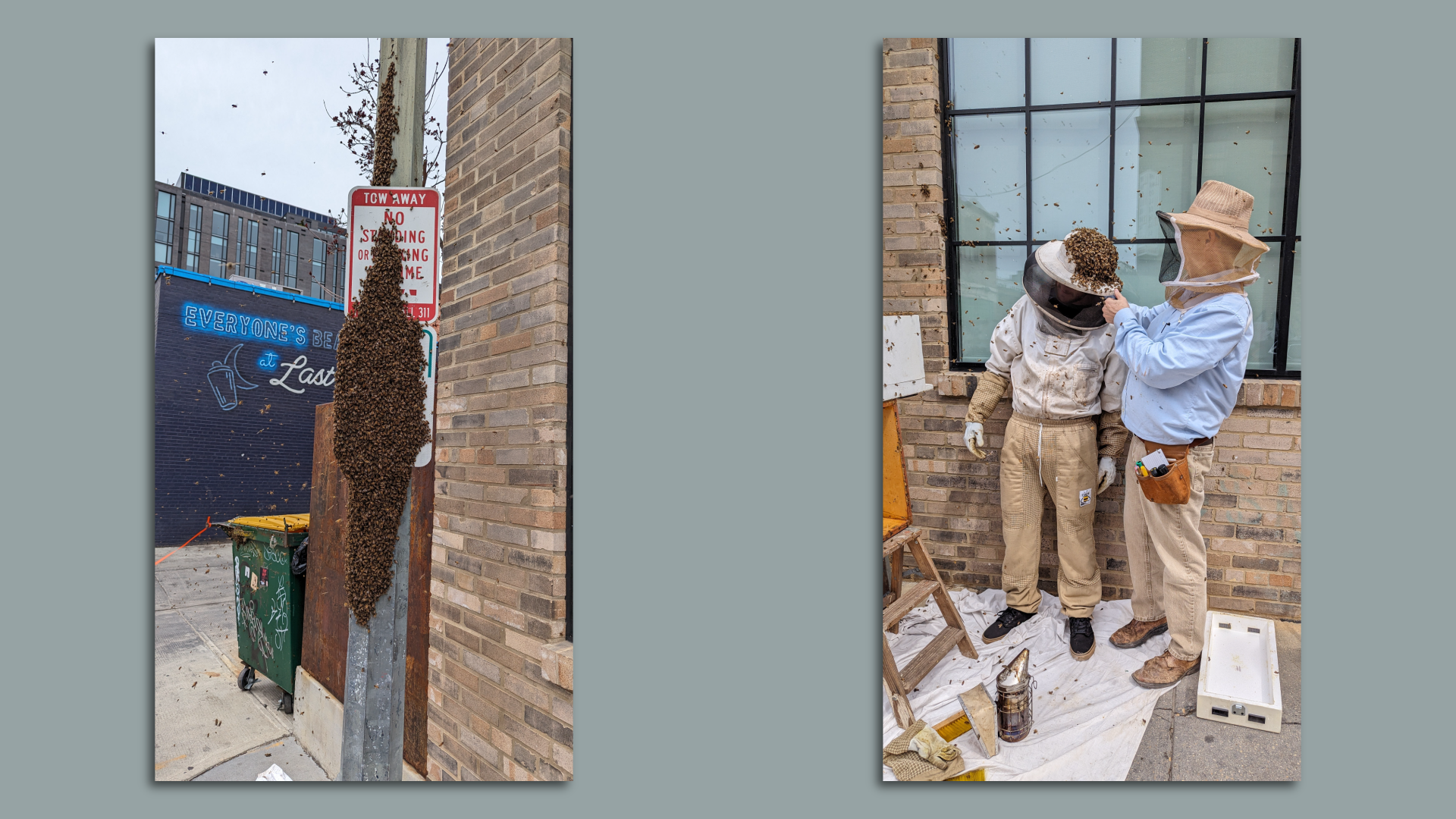 The swarm of bees at Union Market 