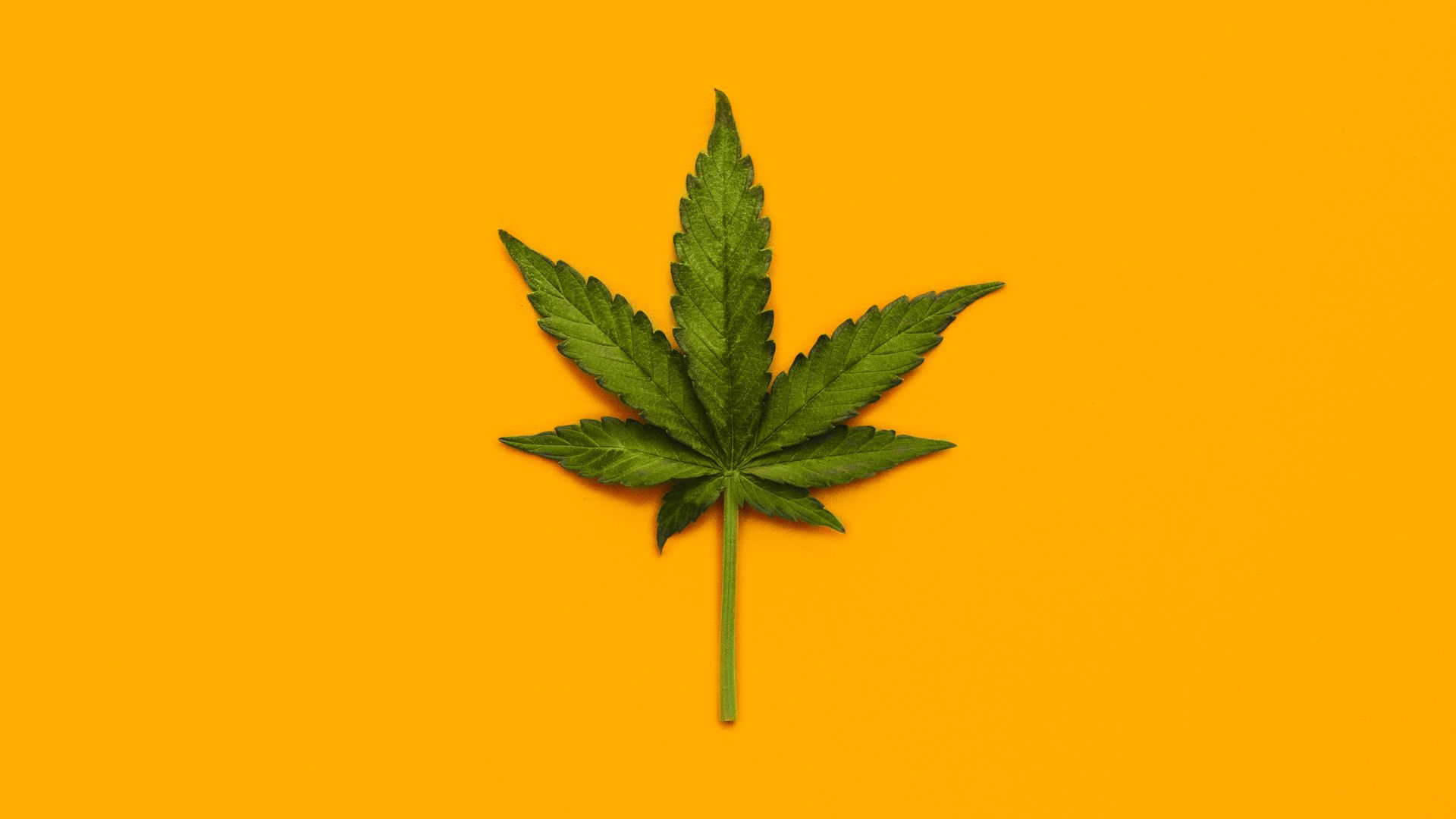 A marijuana leaf