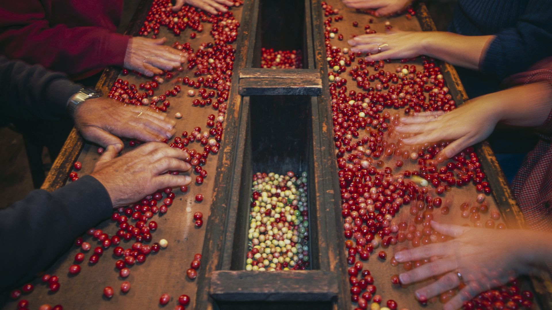 People sorting cranberries