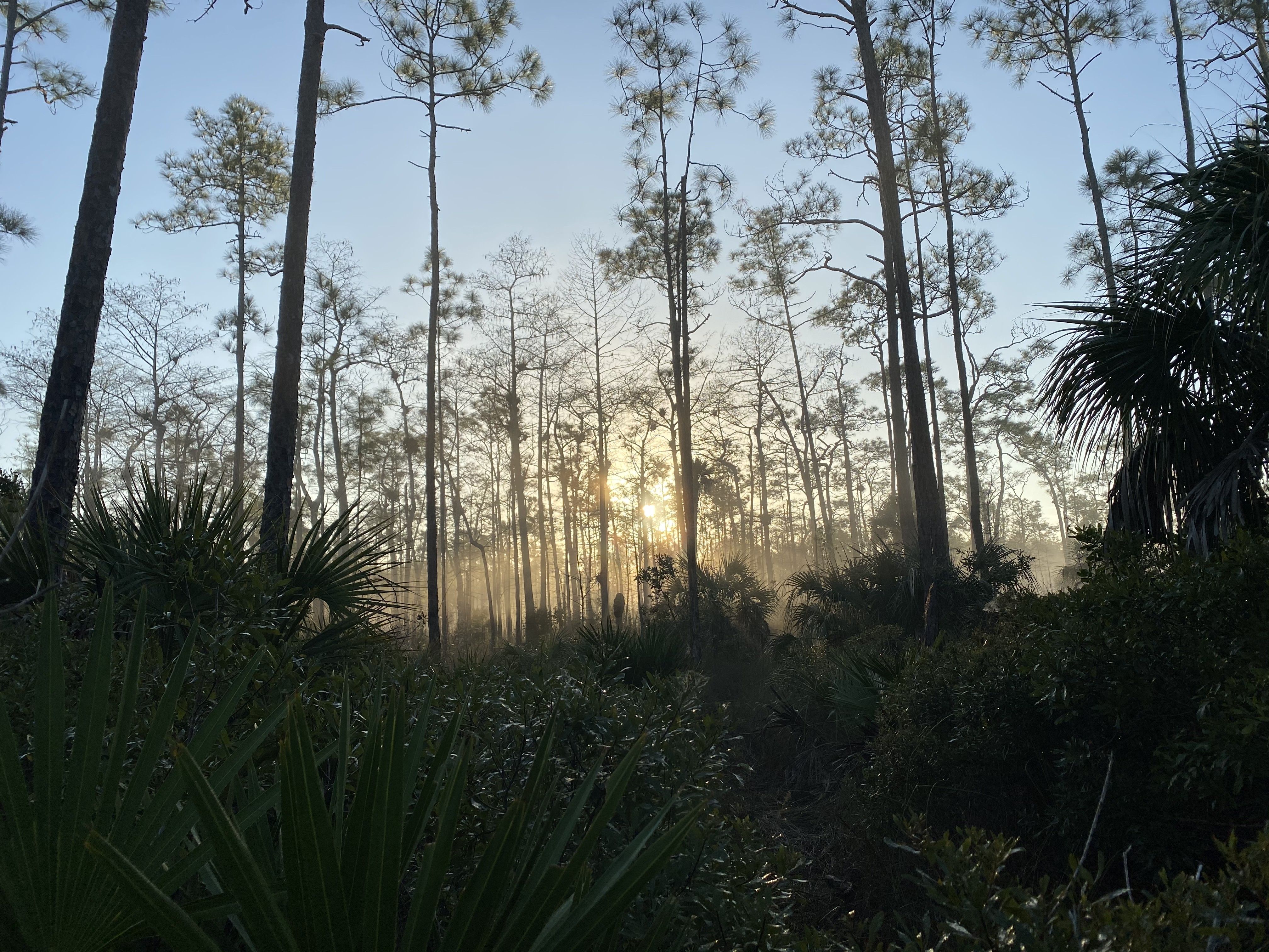 The sun rises over the the Everglades. Photo: Ben Montgomery/Axios