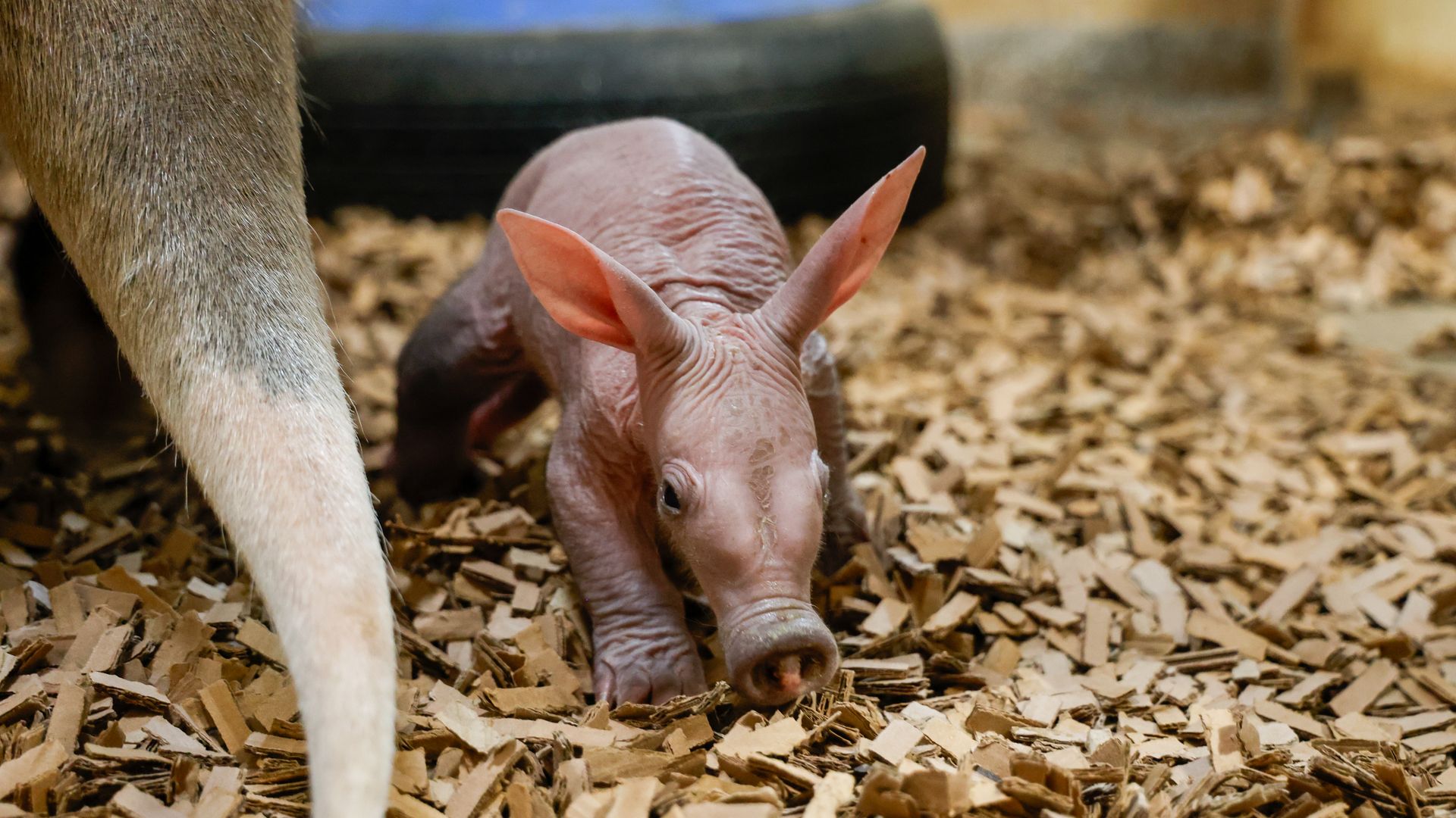 The Nashville Zoo's new baby aardvark