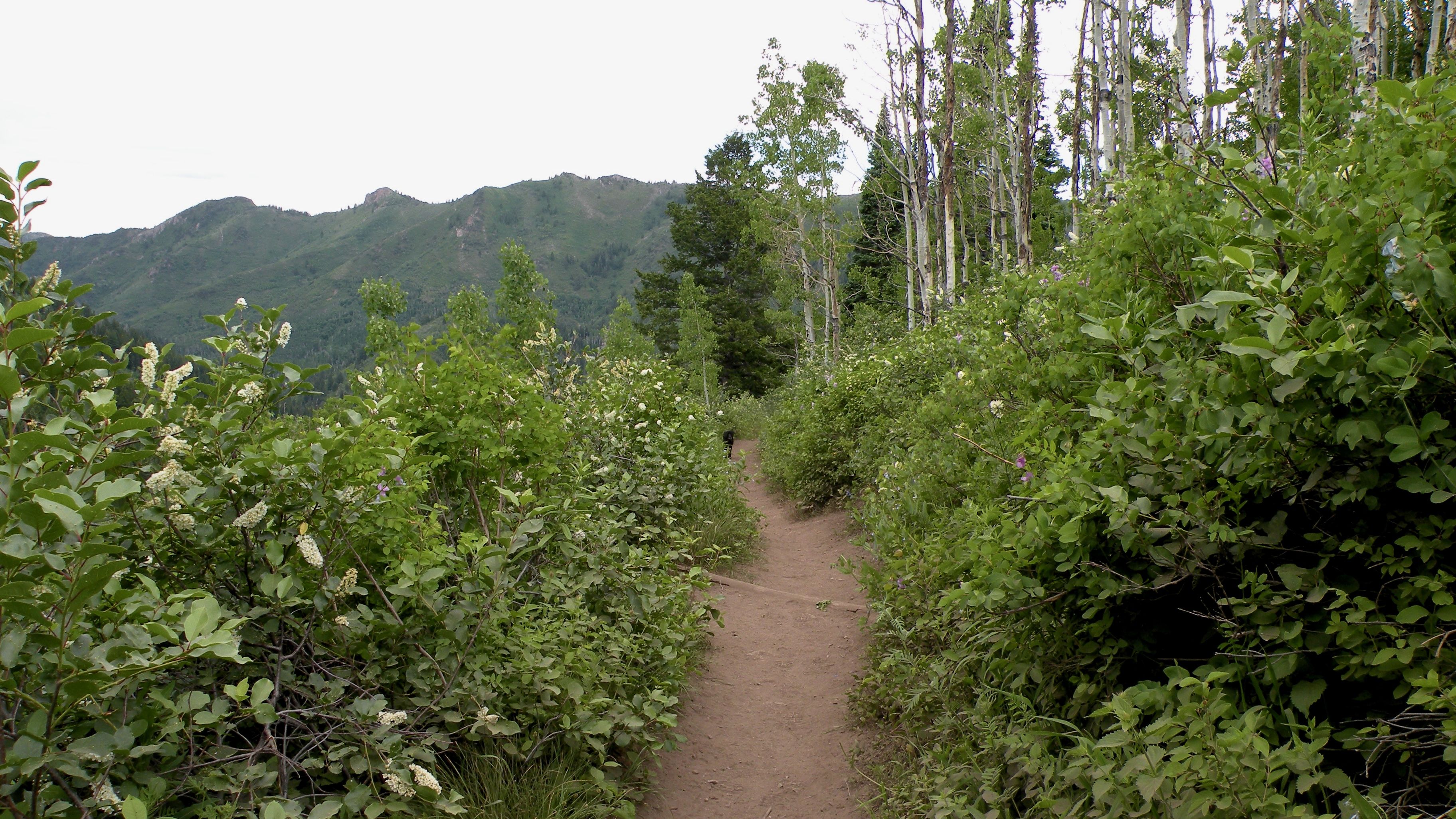 A hiking trail on top of a mountain with plants.
