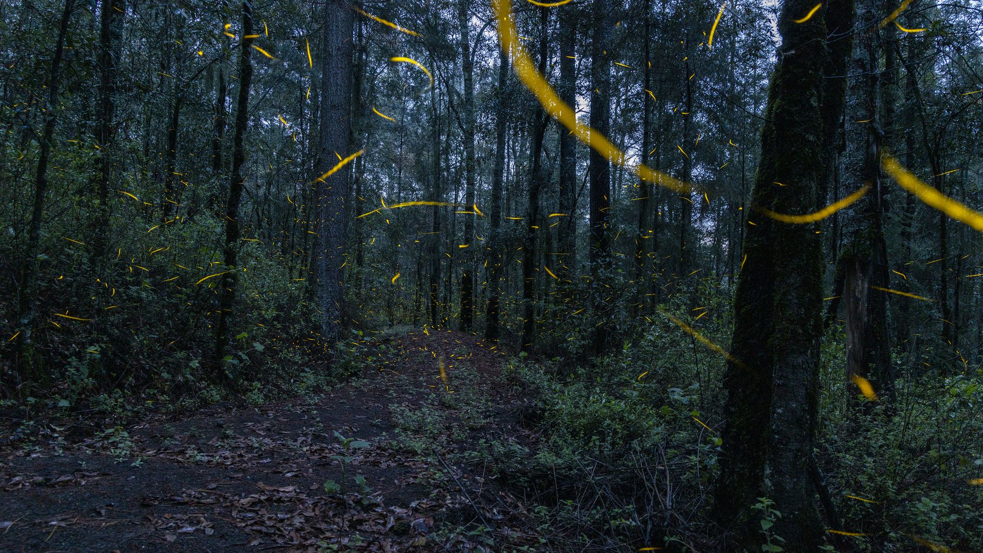 Fireflies in June 2022 in Mexico. Photo: Cristopher Rogel Blanquet/Getty Images