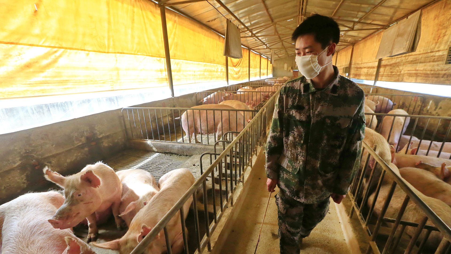 Farmer in a mask walking through a pig farm in southern China