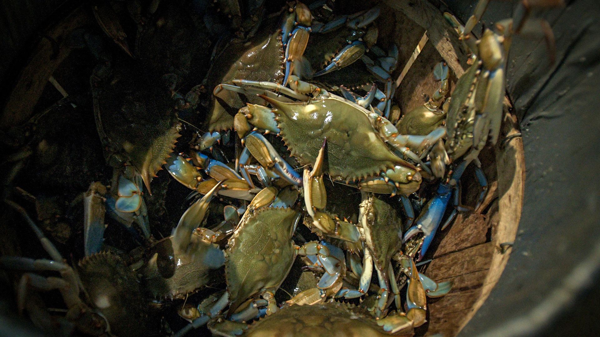 A bushel of blue crabs with blue feet and under bellies 