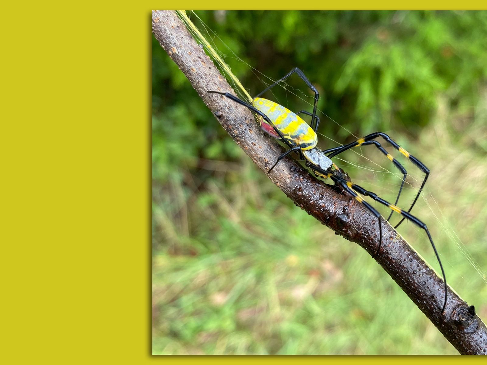 No, you don't need to worry about joro spiders : NPR