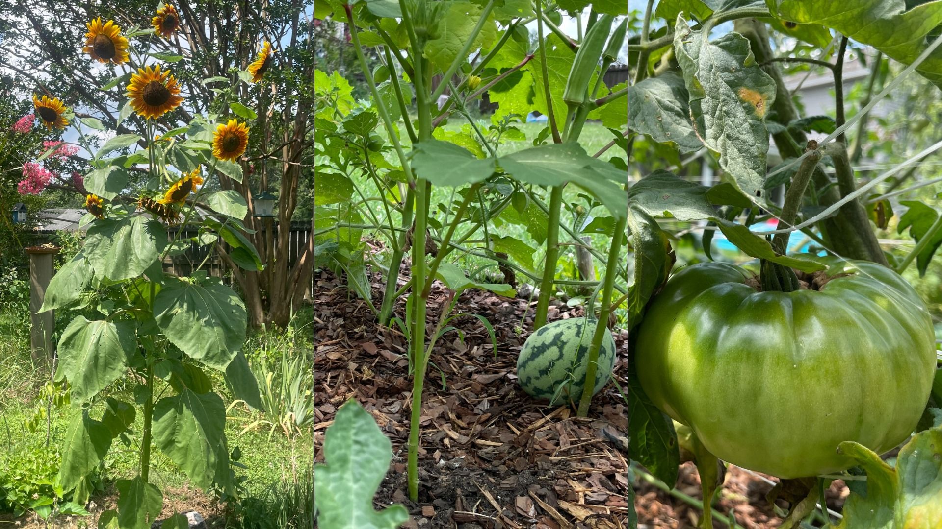 Garden triptych: left shows tall sunflowers with yellow petals; middle shows dense green vines with a striped watermelon; right shows a large green tomato on the vine.
