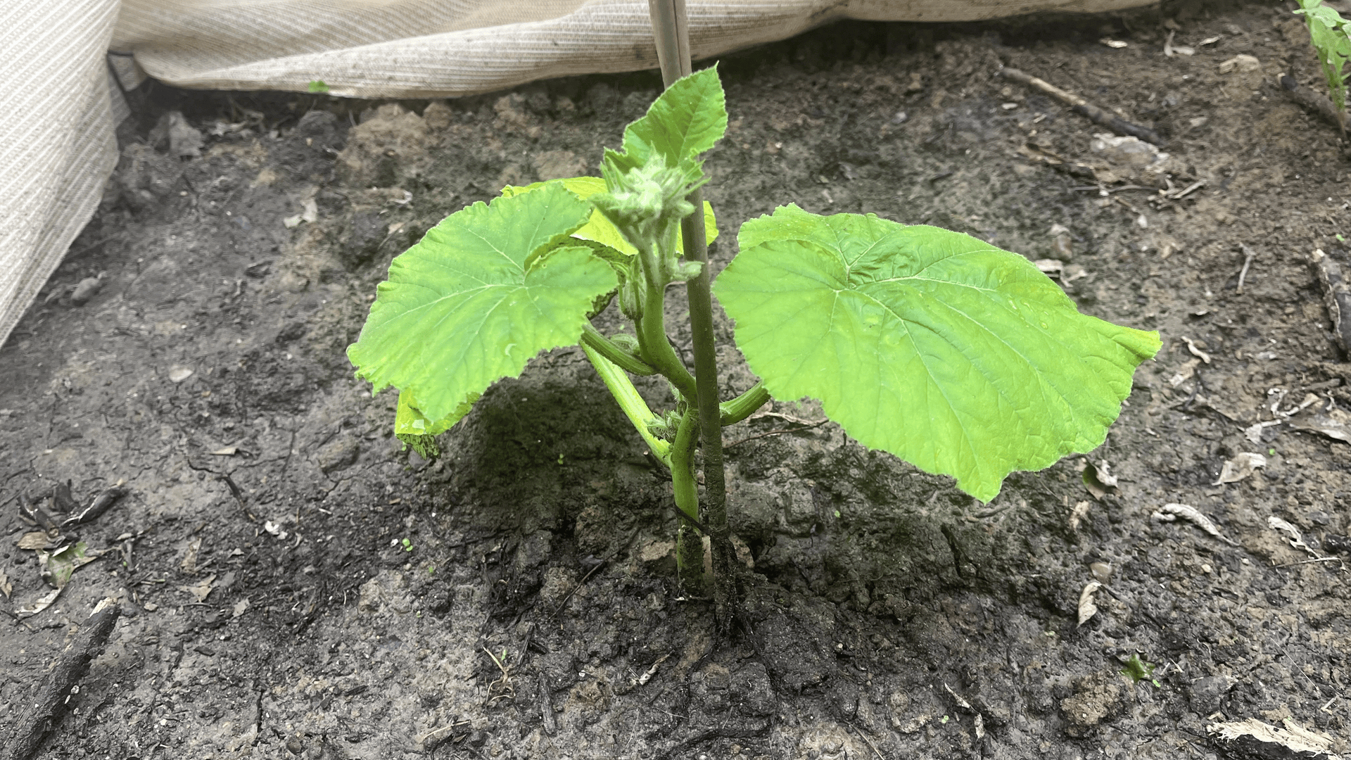 Young cucumber plant with large bright green serrated leaves and a fuzzy stem, growing in dark soil beside a vertical stake and a burlap barrier.