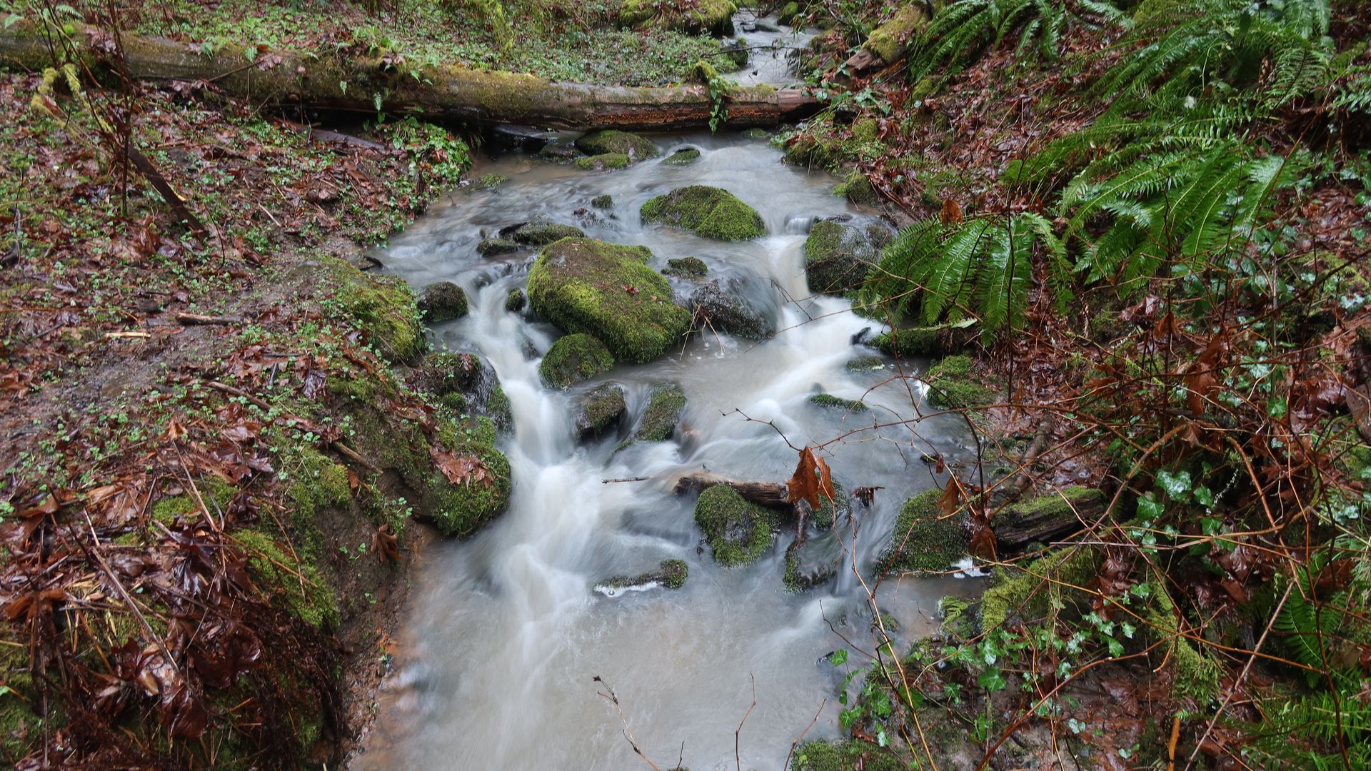 A long exposure image shows a creek flowing through a wet forest.