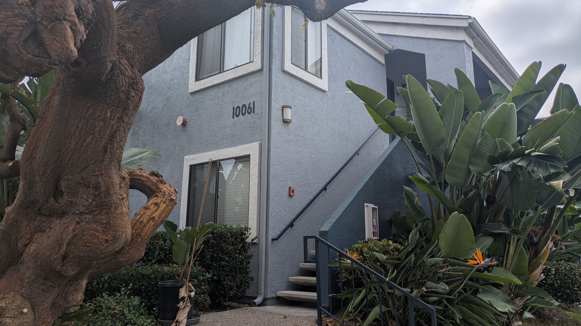 Two-story light-blue stucco building with an exterior staircase; large tree trunk dominates the foreground, branch arches overhead, surrounded by banana plants.