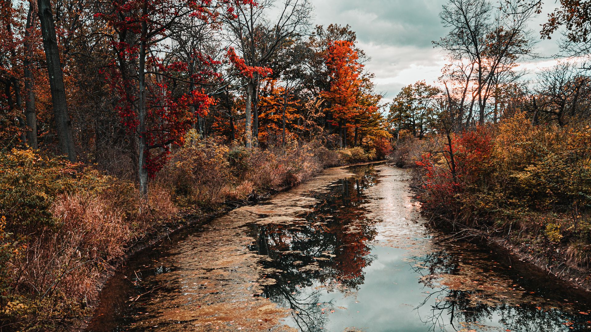 Fall-colored leaves surround a stream on Belle Isle.