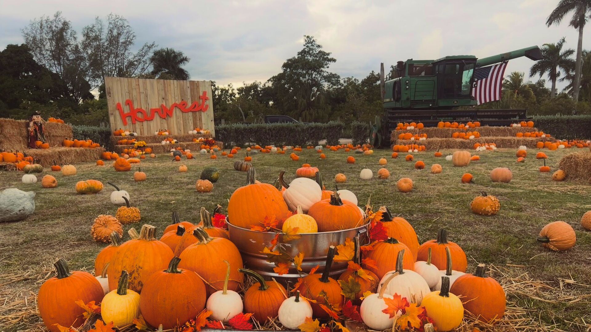Outdoor autumn harvest display featuring orange, white, and yellow pumpkins arranged on hay with fall leaves, a metal tub, a wooden sign reading "harvest," hay bales, and a green tractor with an American flag.